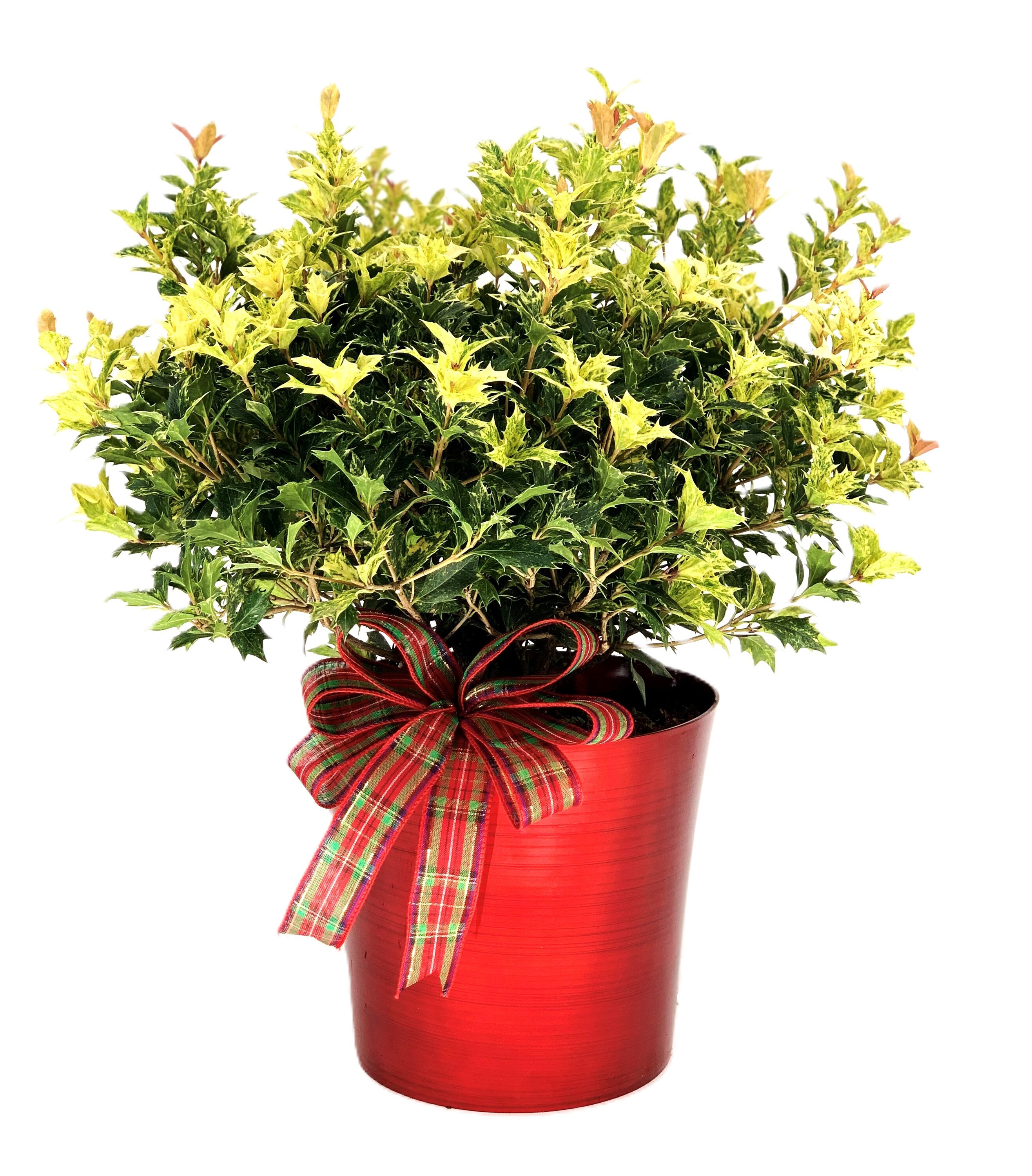  O578003RBBW Goshiki Osmanthus Foundation/Hedge Shrub in 2.25-Gallon Pot