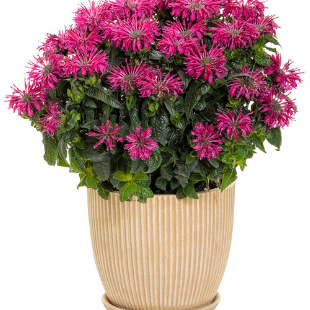 Proven Winners 5637976 perennials - View #3
