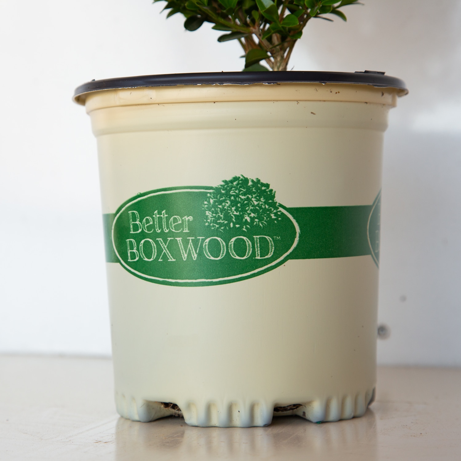 Better BOXWOOD 9067Q-1 shrubs - View #6