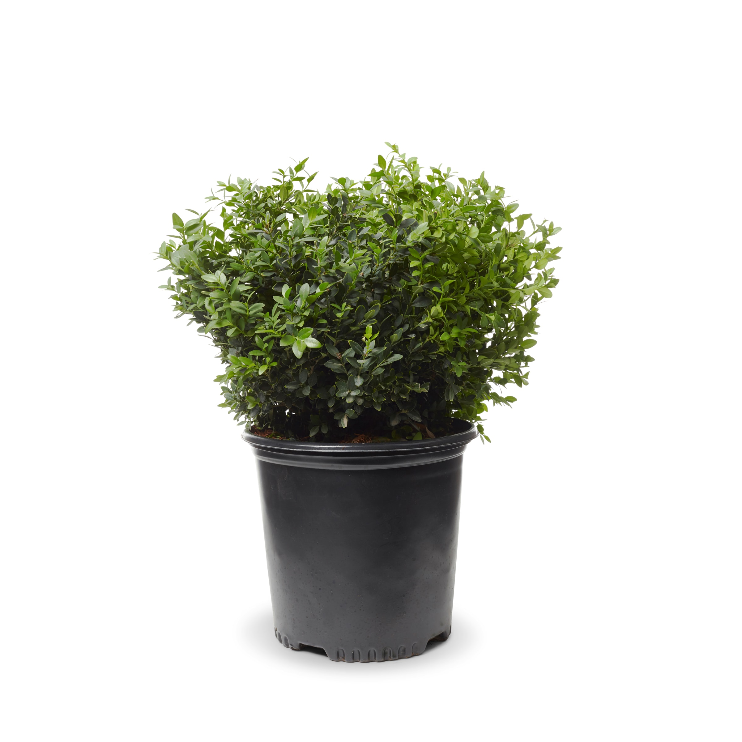 Lowe's Green Mountain Boxwood Foundation/Hedge Shrub in 1 -Gallon Pot 1 -Pack with Multicolor Blooms