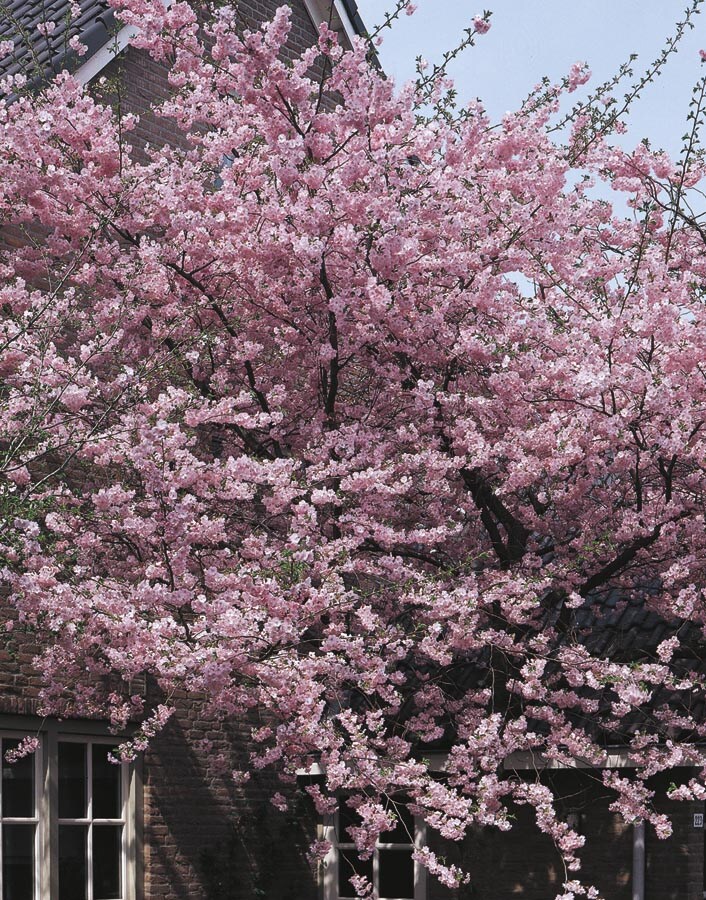 Lowe's NURSERY 1.75-in Pink Flowering Kwanzan Flowering Cherry In Pot (With Soil)