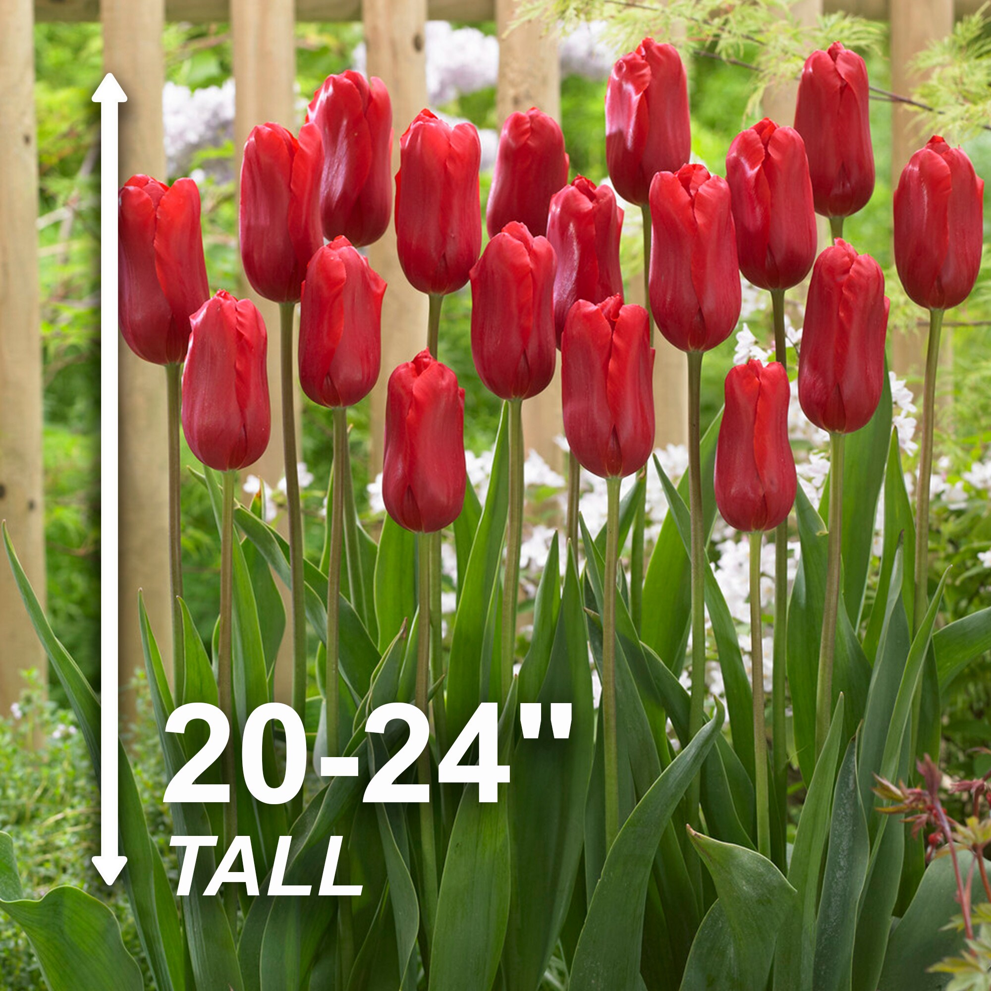 Garden State Bulb ECF-53-25-01 Plant-Bulbs - View #3