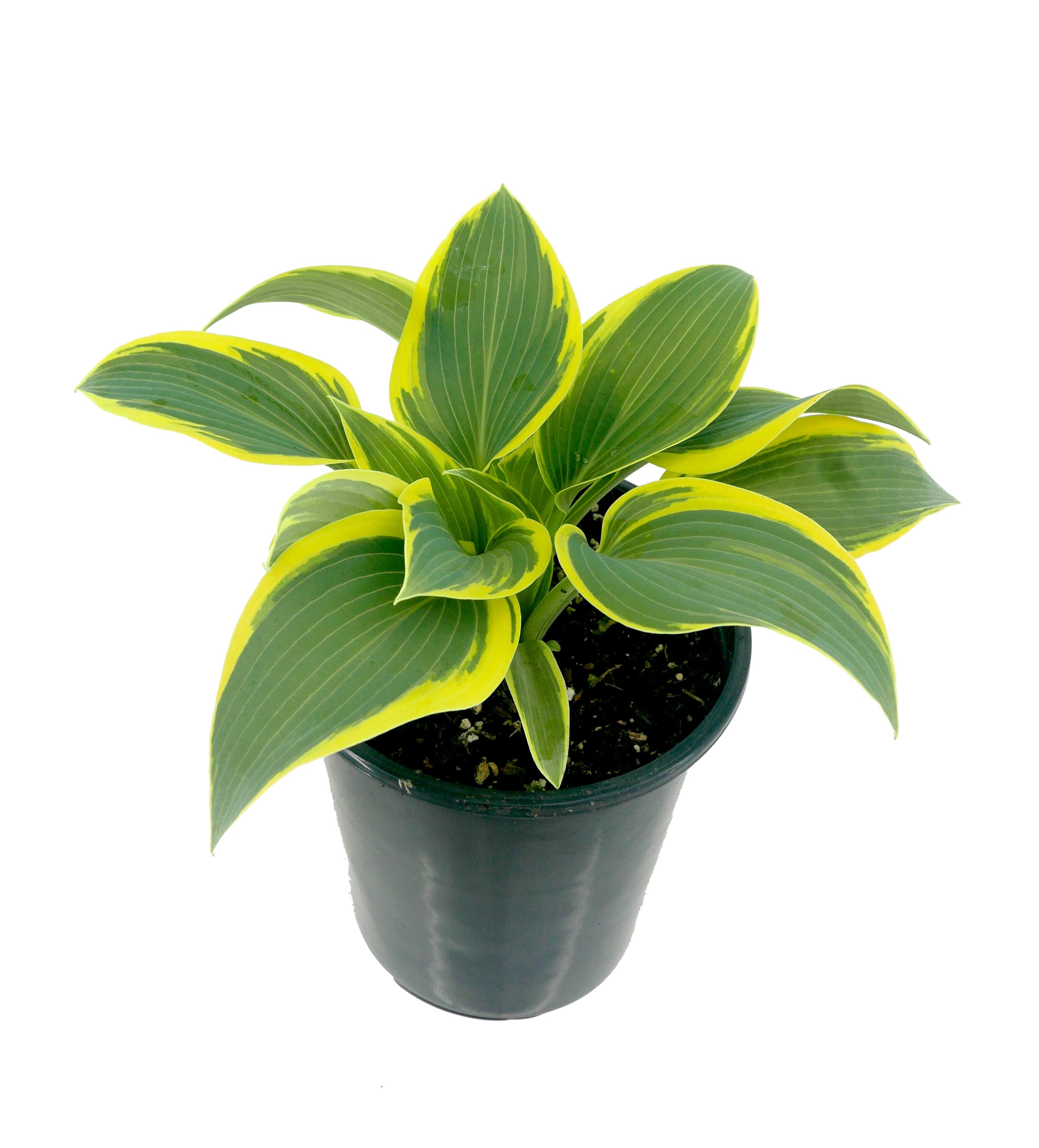  1419 perennials - View #4