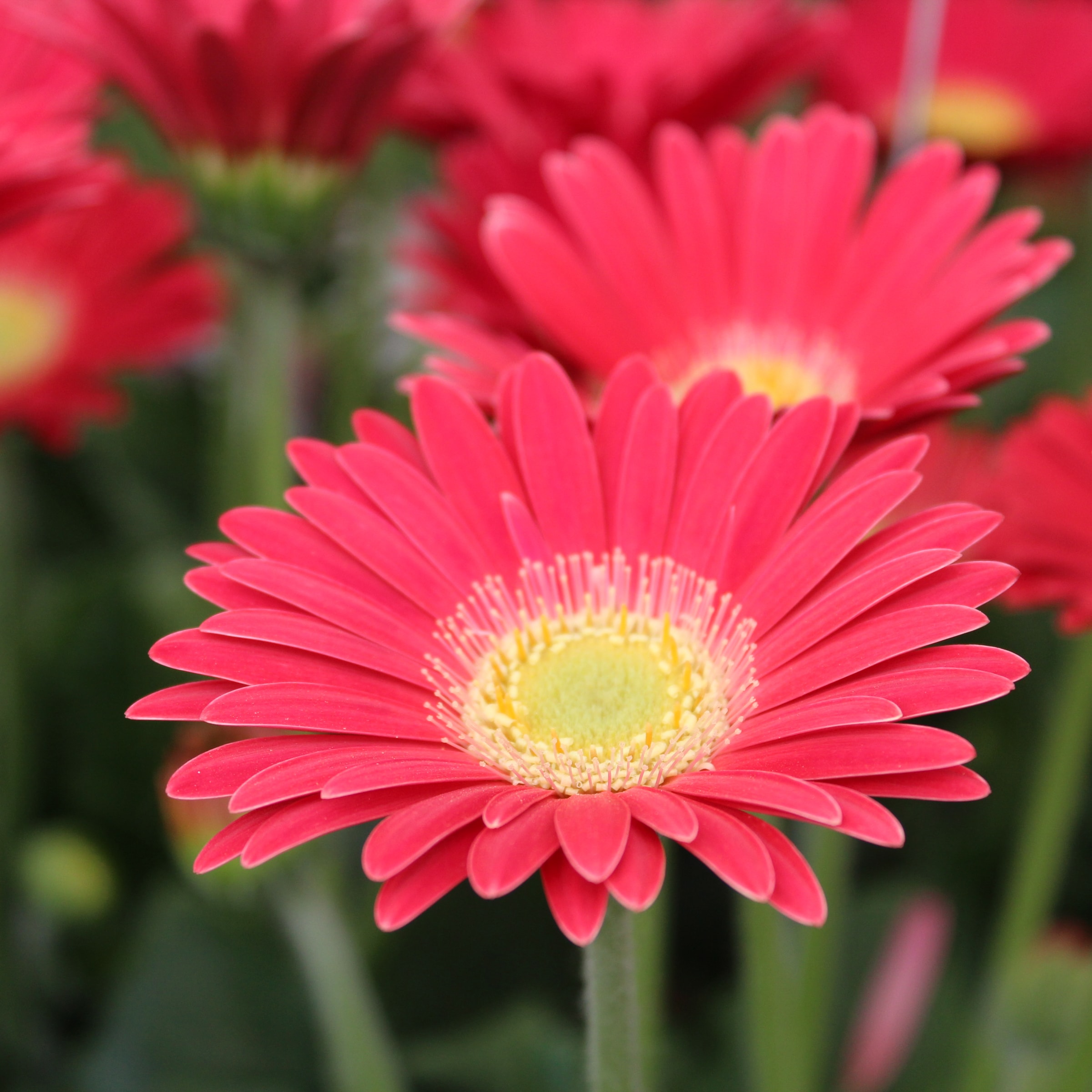 Lowe's 462164 annuals - View #2
