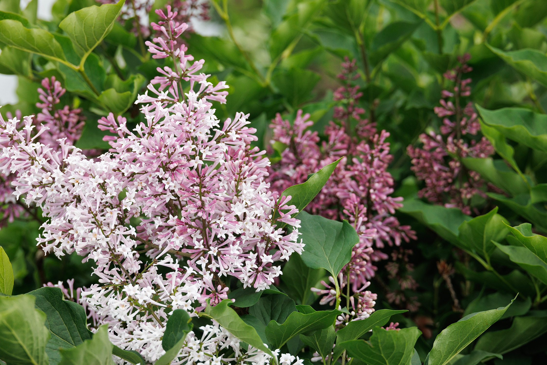 Monrovia Blue Miss Kim Lilac Flowering Shrub In Pot (With Soil) in the ...