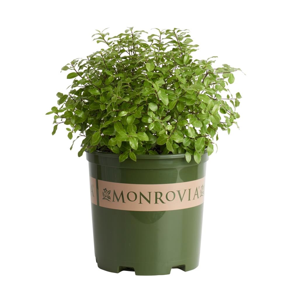 Monrovia 016582 Golf Ball Kohuhu P15329 Foundation/Hedge Shrub in 1.73 -Gallon Pot 1 -Pack