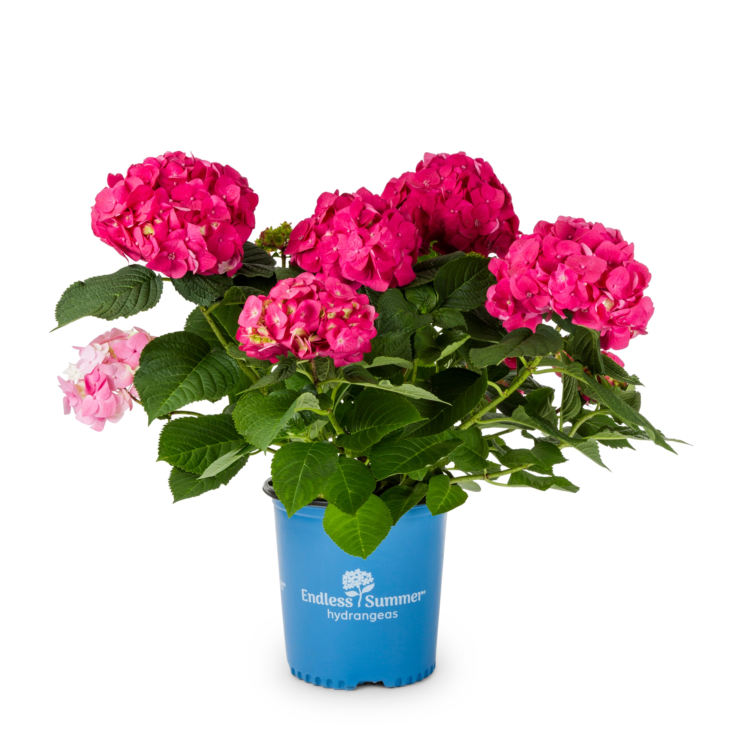 Metrolina Greenhouses 4088 Hydrangea Flowering Shrub in 1 -Gallon Pot 1.0 -Pack with Pink Blooms