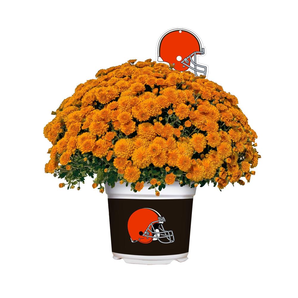 Sporticulture PLNF19CLE Orange Fall Mums in Planter