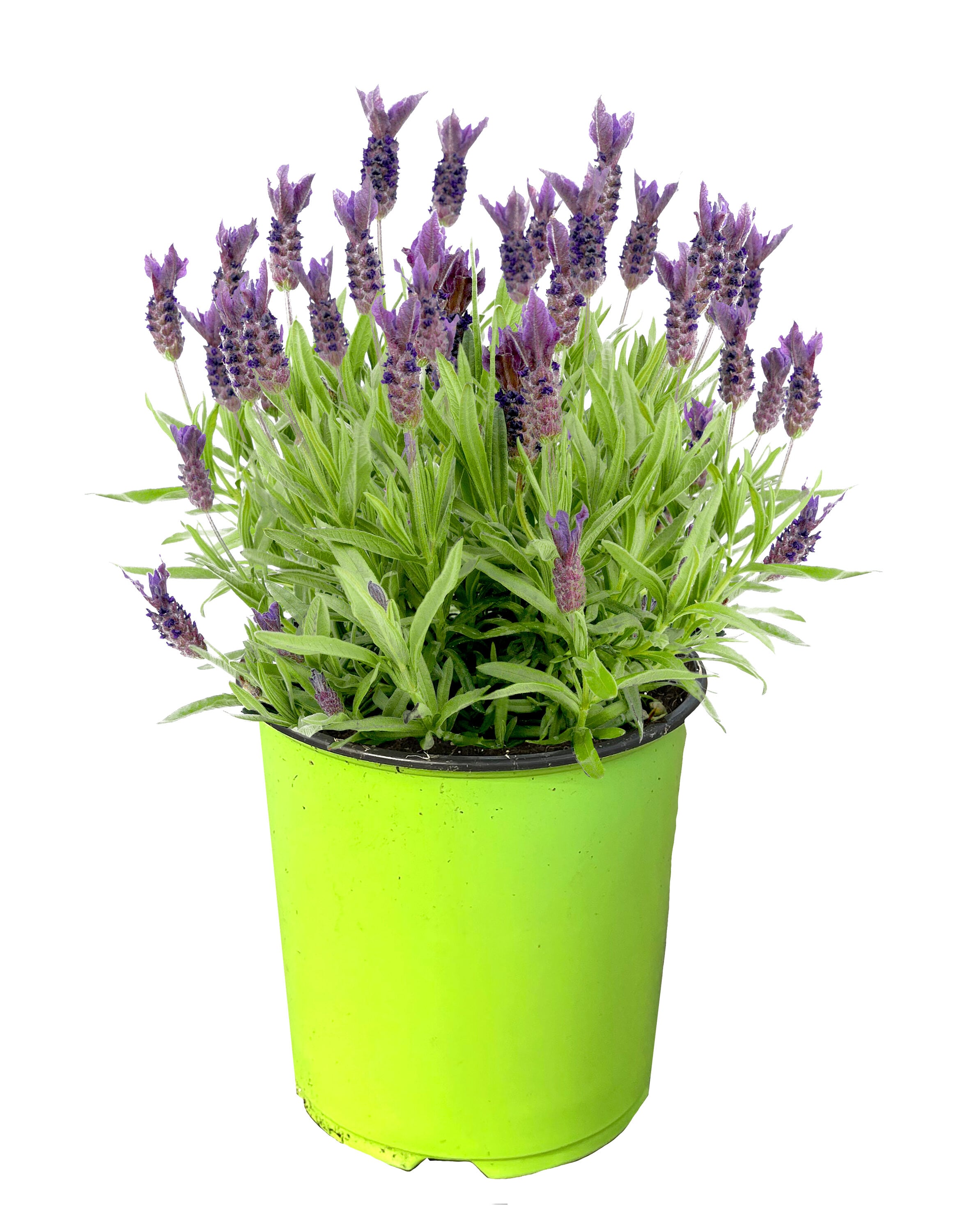 1.5 -Gallon Lavender Lavender s. Purple 1 -Pack