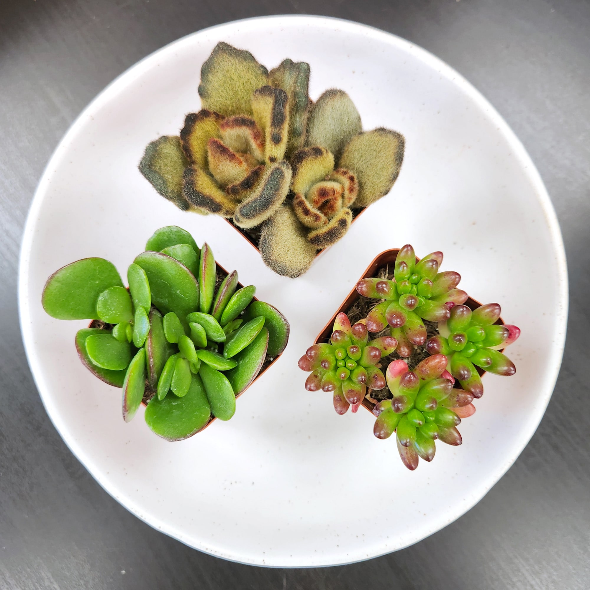 Altman Plants 0881173 Cacti-Succulents - View #7