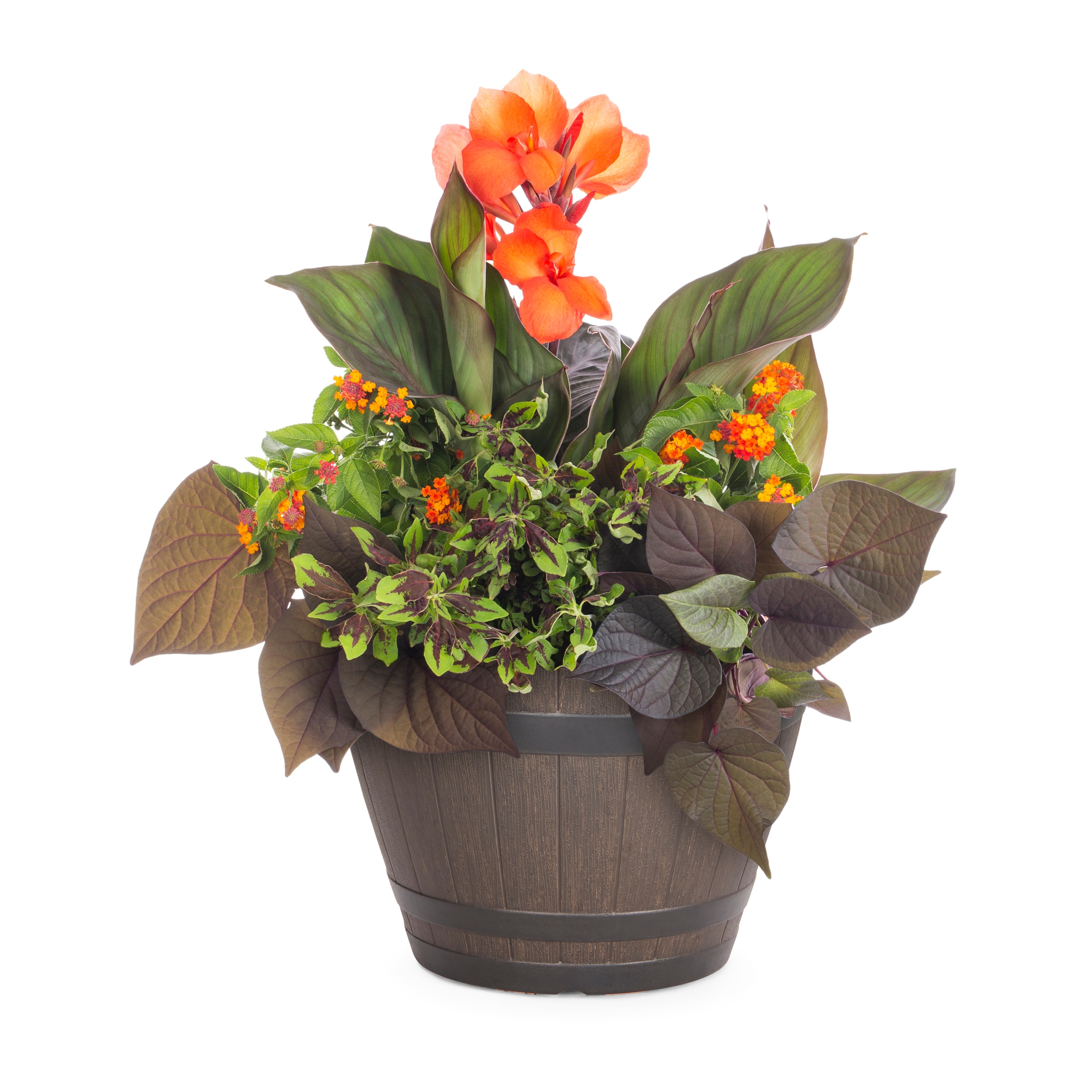 Lowe's NURSERY annuals - View #3