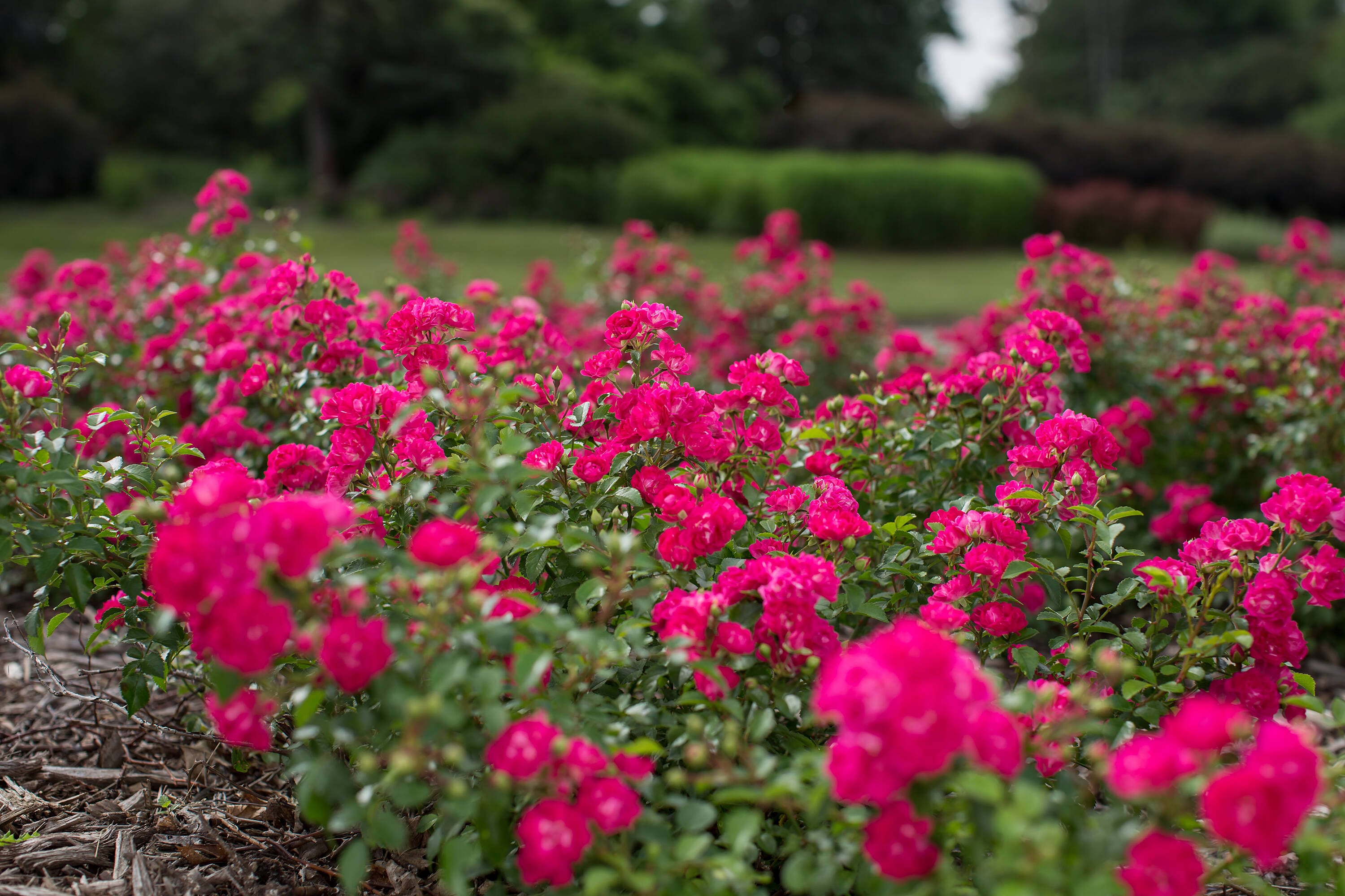 Lowe's NURSERY roses - View #5