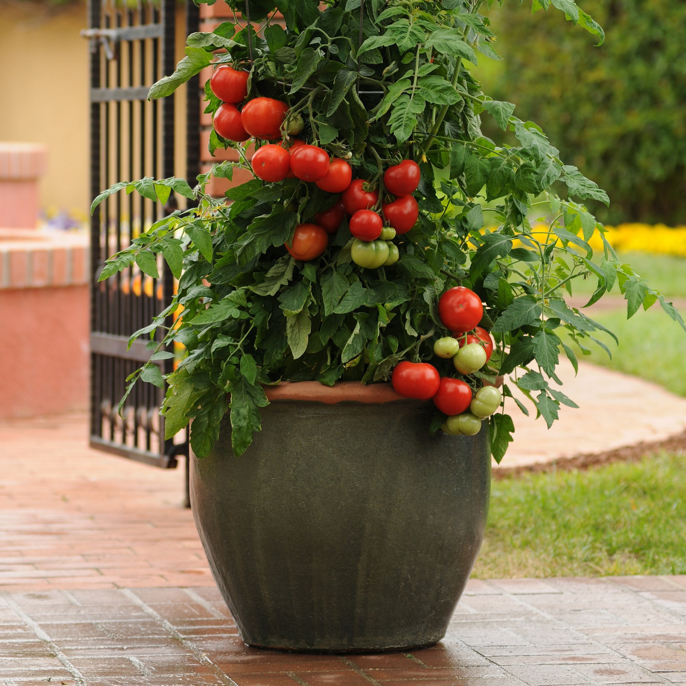 National Plant Network LW2175 Home Slice Tomato Plant in Pot