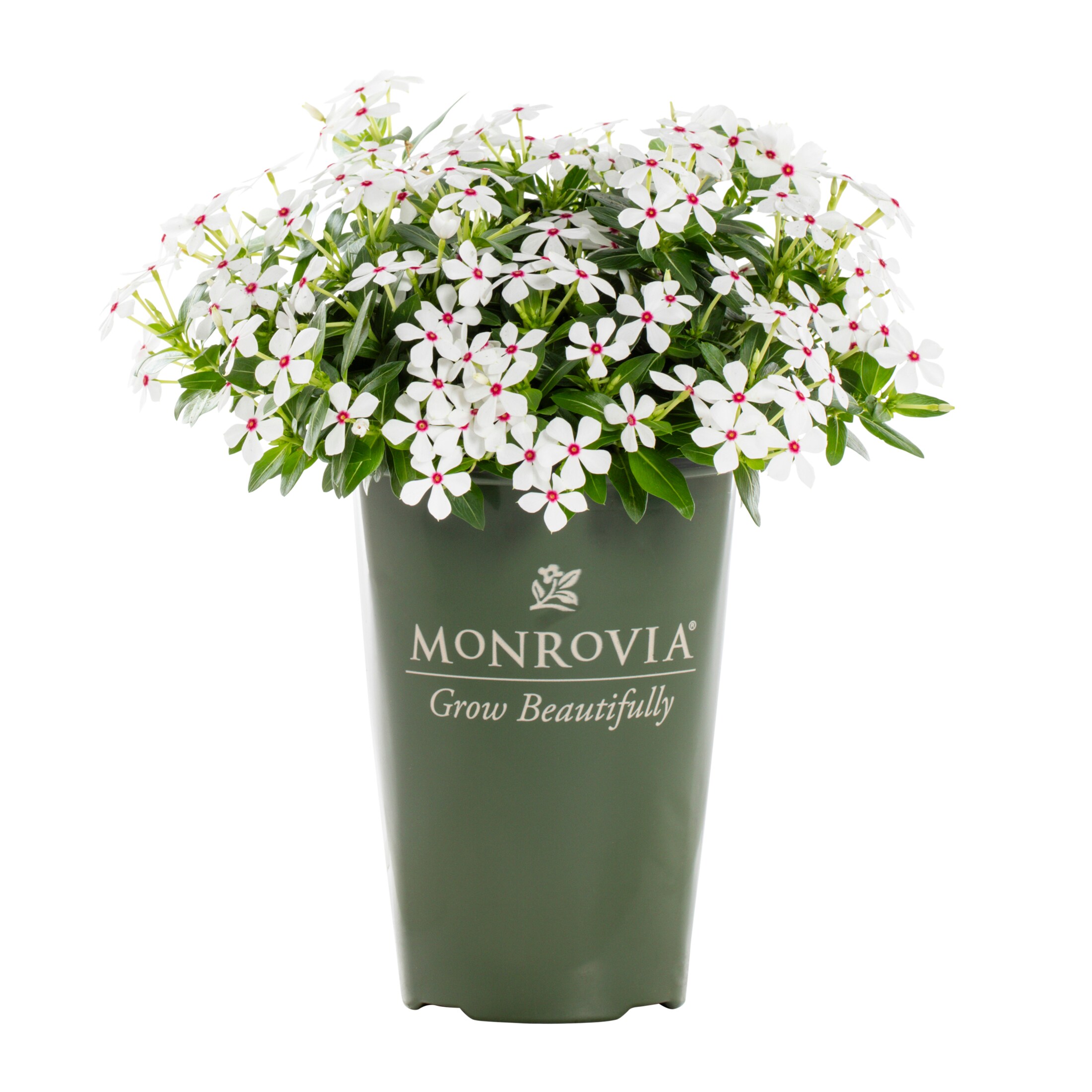 Monrovia 79154 annuals - View #5