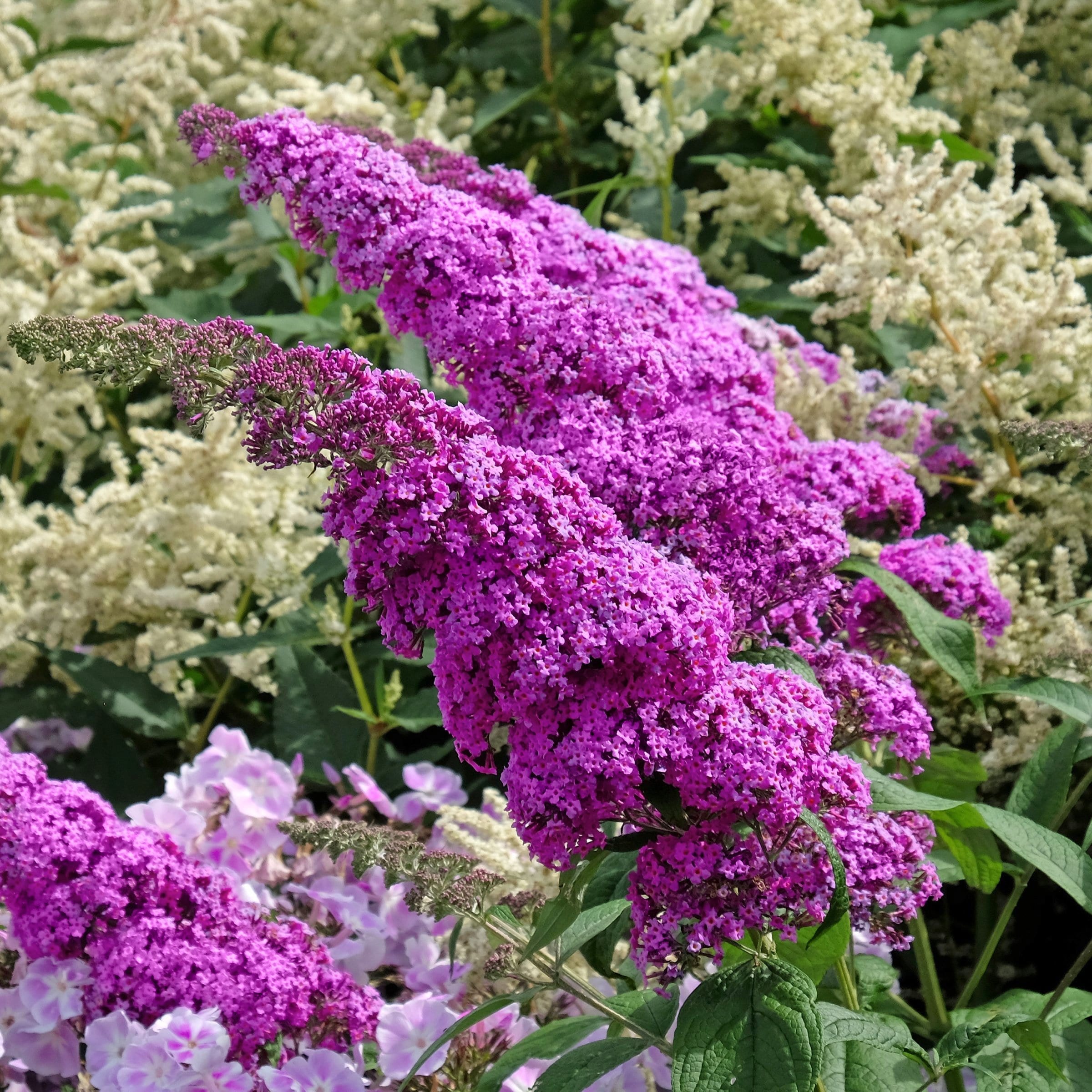 National Plant Network LW1885 perennials - View #4