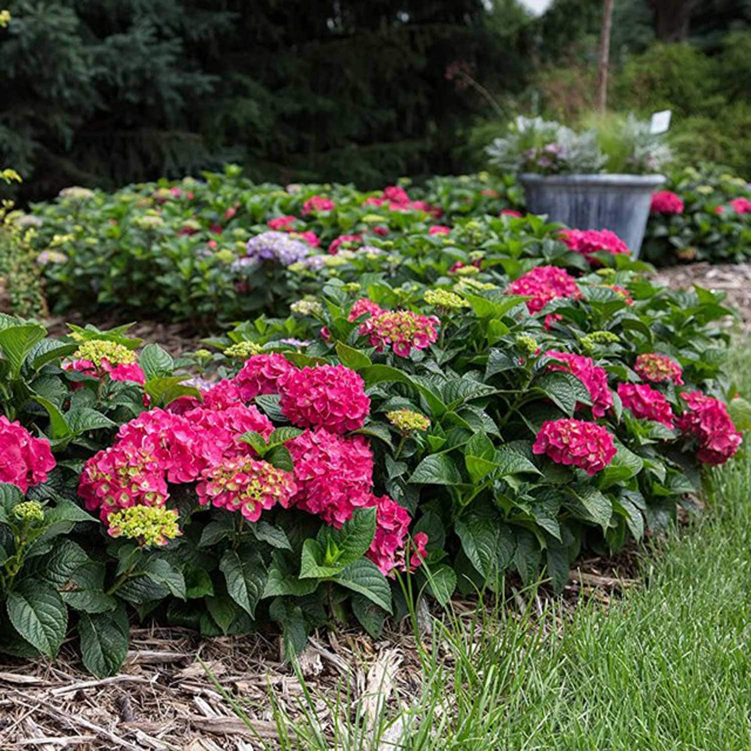 Endless Summer Pink Endless Summer Crush Hydrangea Flowering Shrub in 1 ...