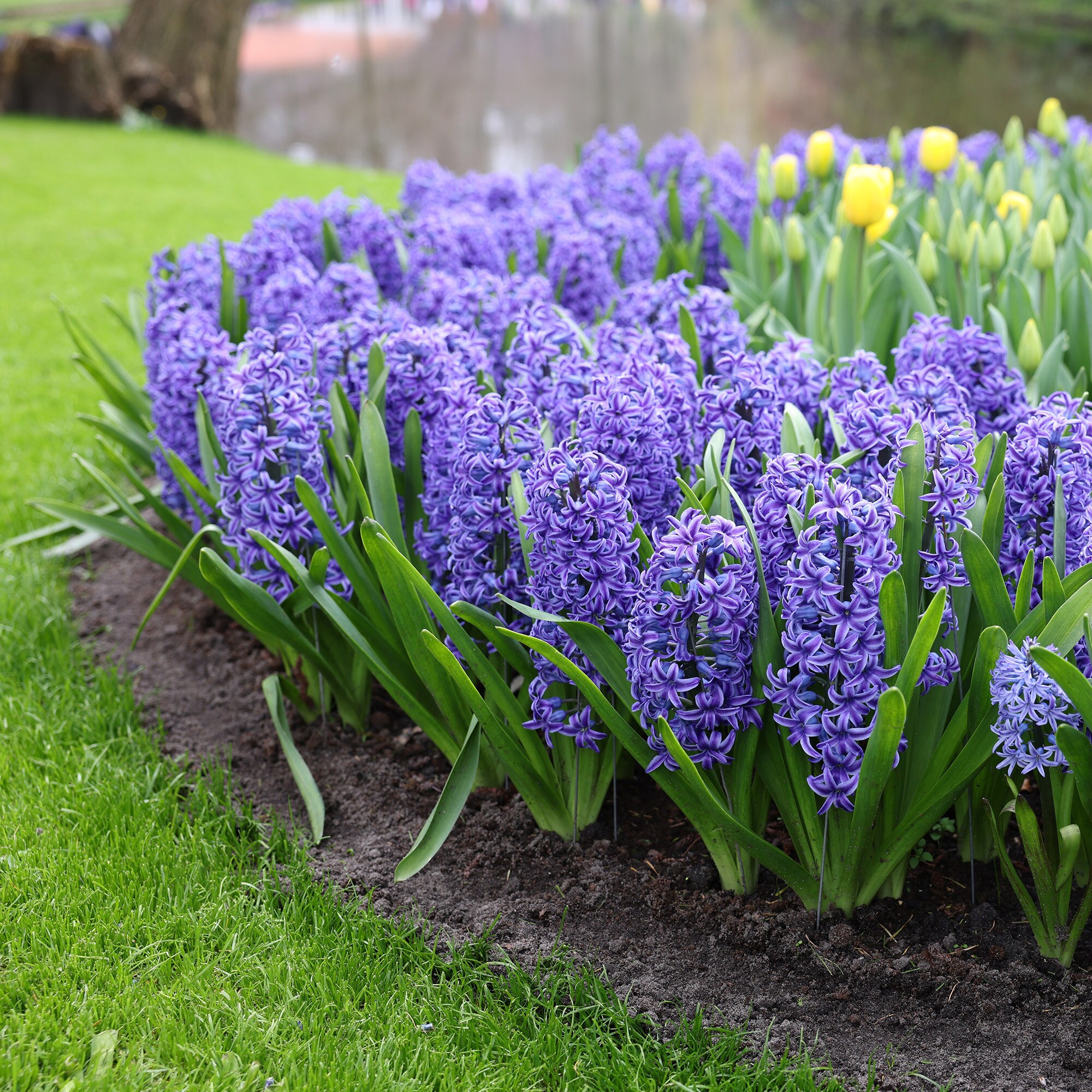 Garden State Bulb ECF-151-100-04 Plant-Bulbs - View #6