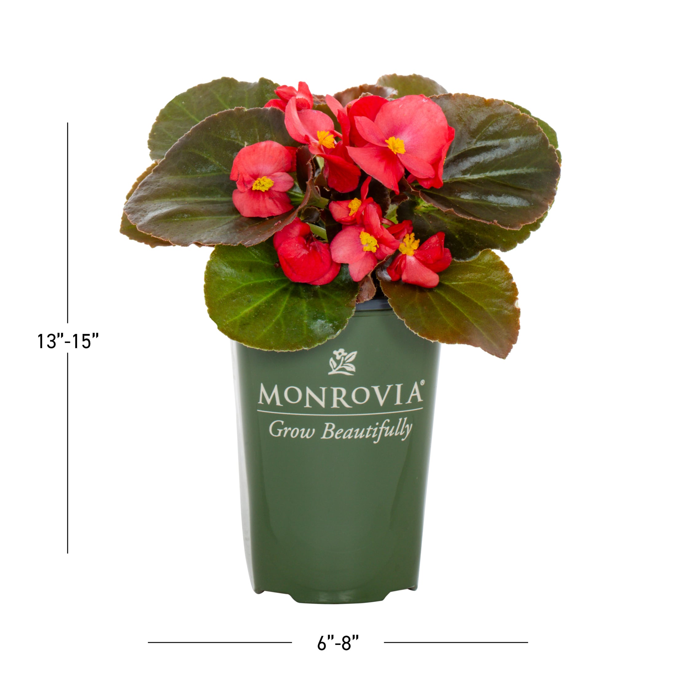 Monrovia 4836 annuals - View #3