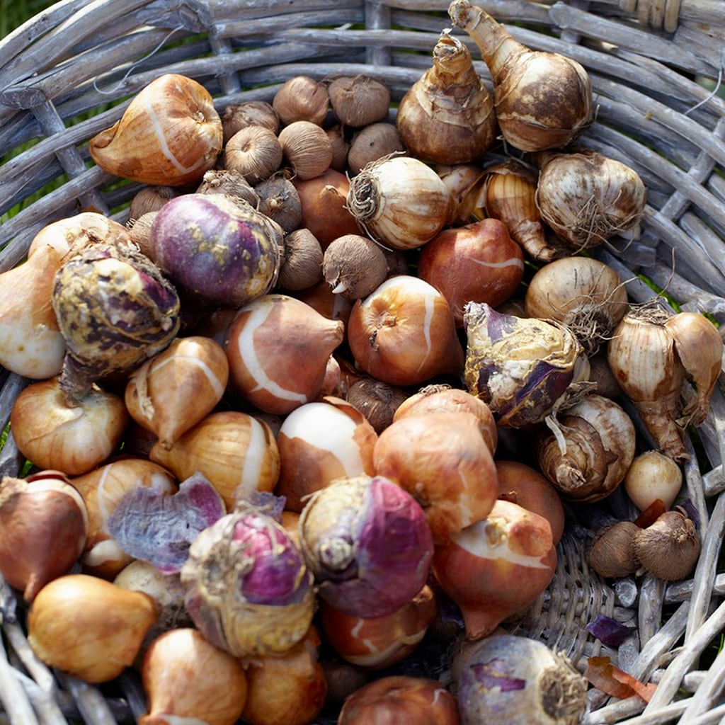 Van Zyverden 87241 Plant-Bulbs - View #5