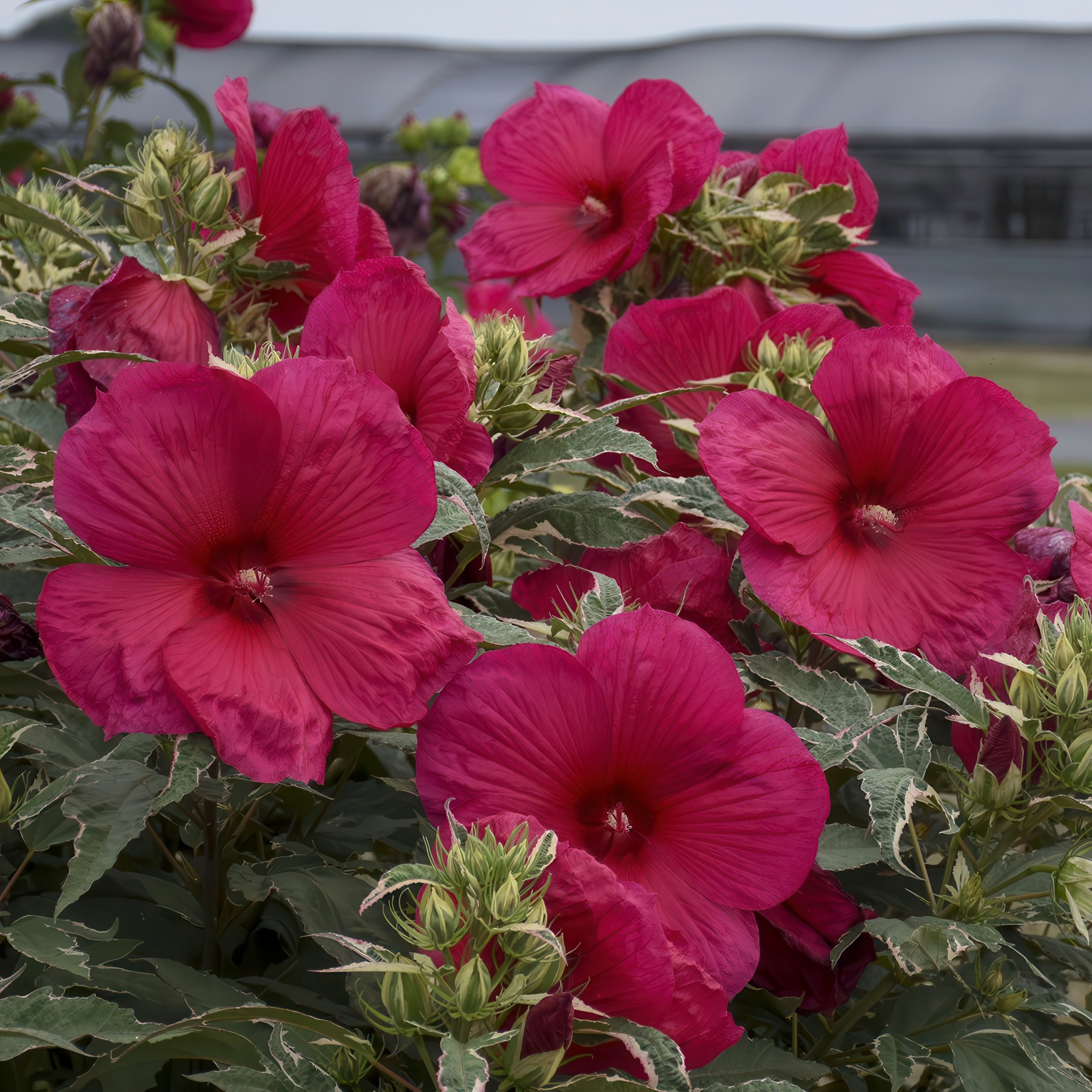 National Plant Network LW1993 Pink Hardy Hibiscus Summer Carnival Plant in 2 -Pack Bareroot 2 -Pack