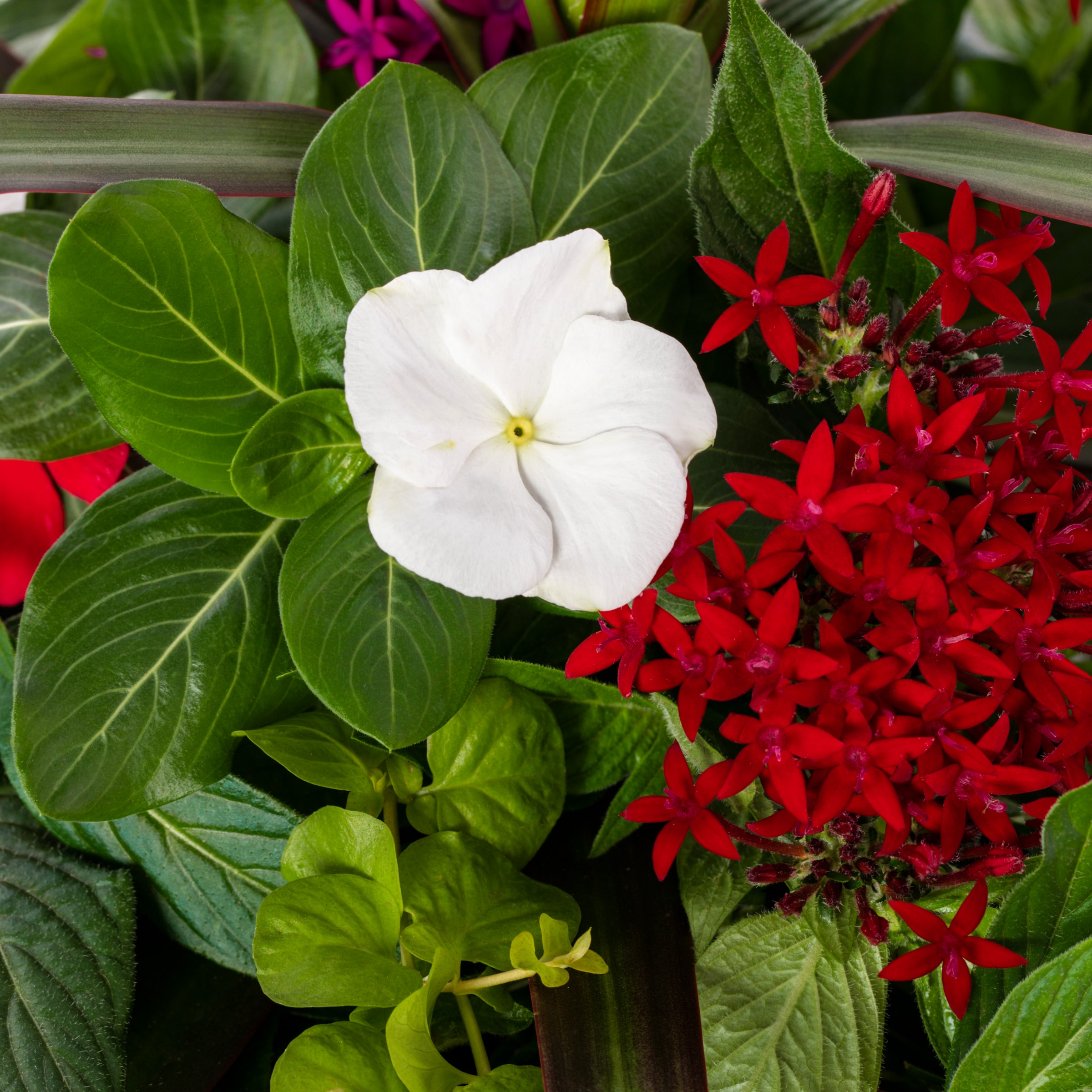 Ready Refill 1639437 annuals - View #2