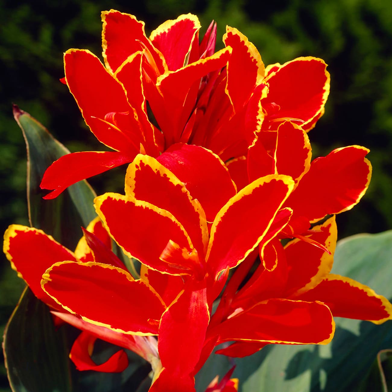Van Zyverden 84105 Plant-Bulbs - View #3