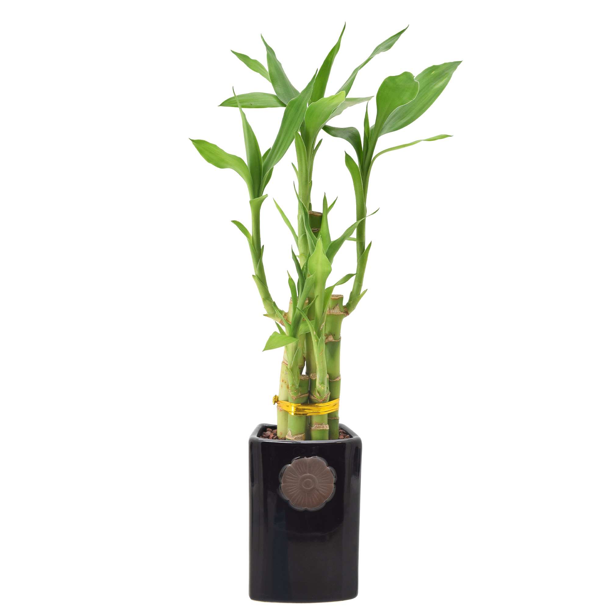 Arcadia Garden Products LV26 Green Lucky Bamboo House plant in 2.5 Inch(es) Pot 1.0 -Pack