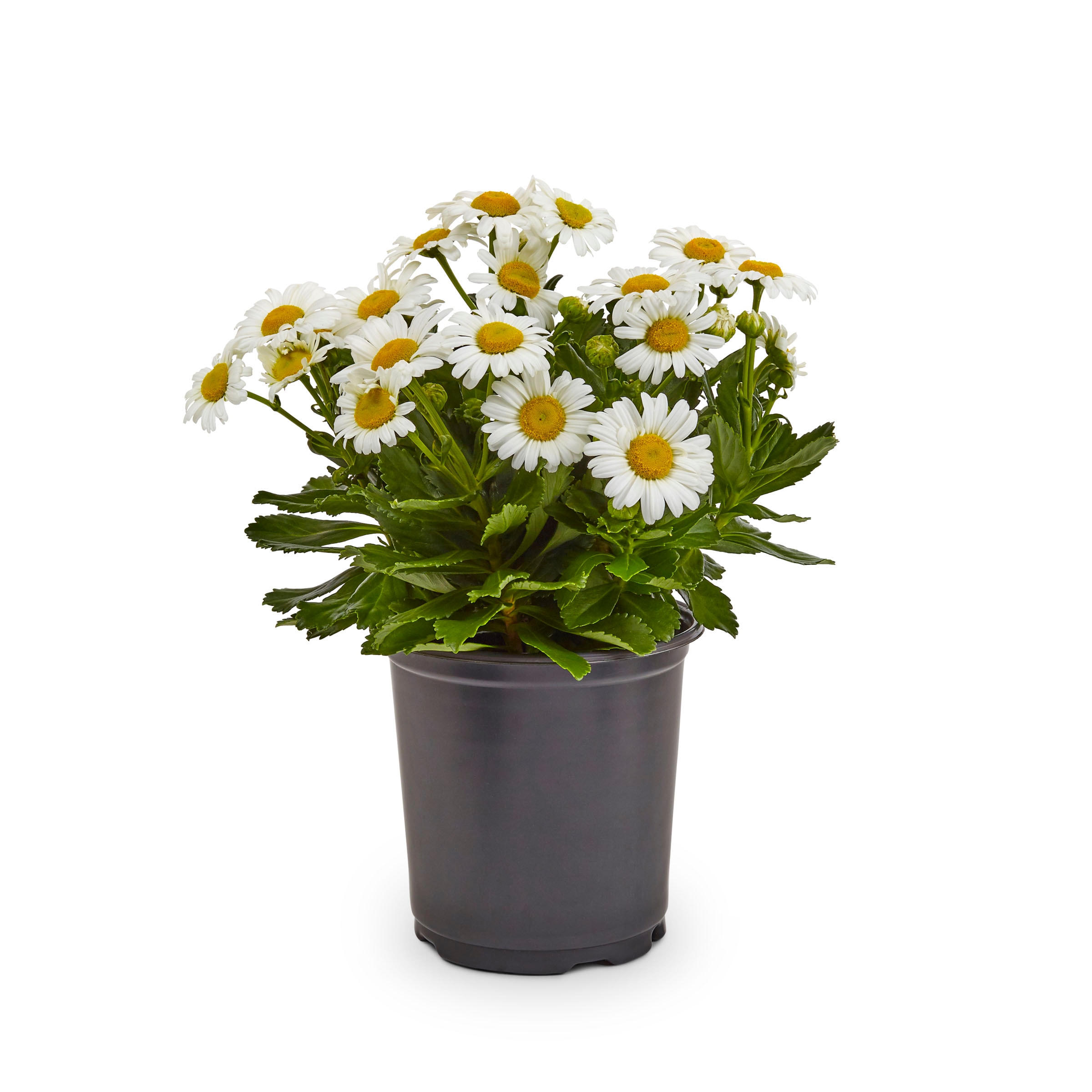 Lowe's NURSERY White Montauk (Nippon) Daisy Plant in 2.5 -Quart Pot