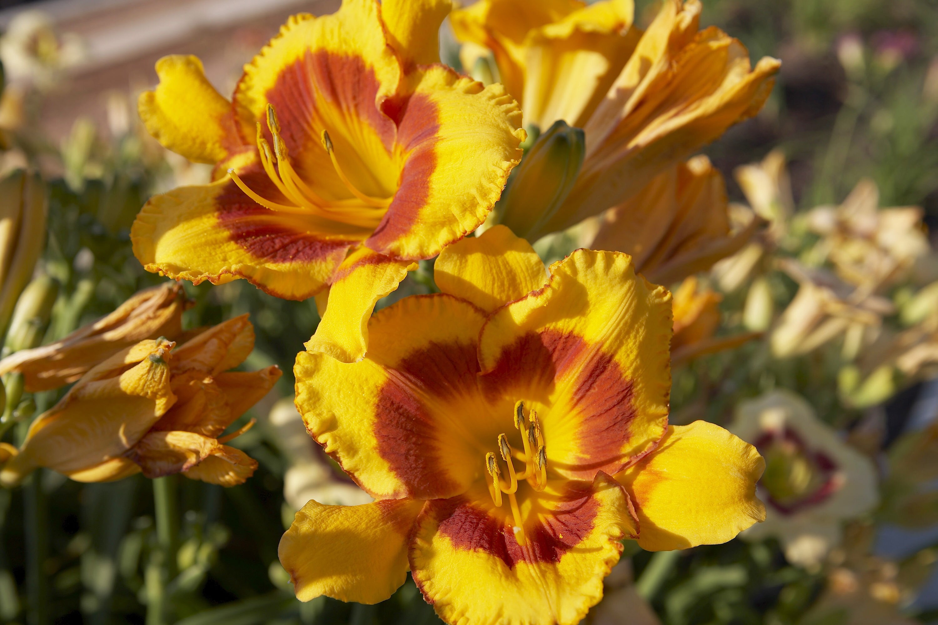 Monrovia N/A perennials - View #5