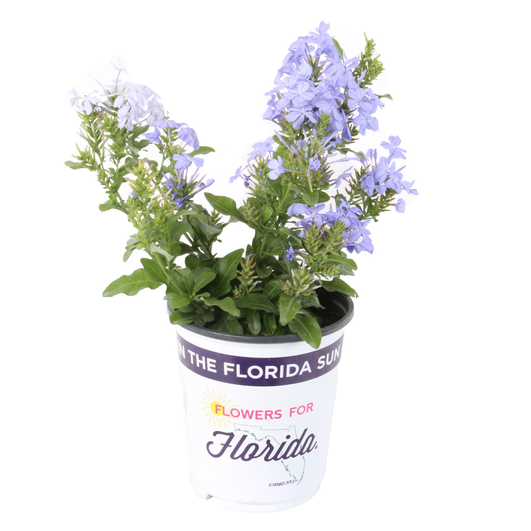 Lowe's Blue Flowers for Florida Plumbago in 2.5 Quart(s) Pot 1 -Pack