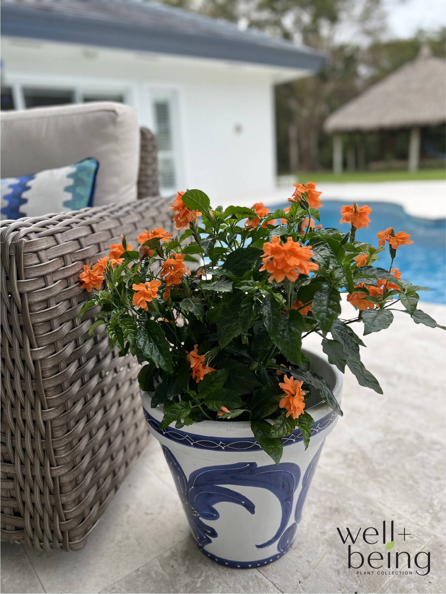  03420 perennials - View #3