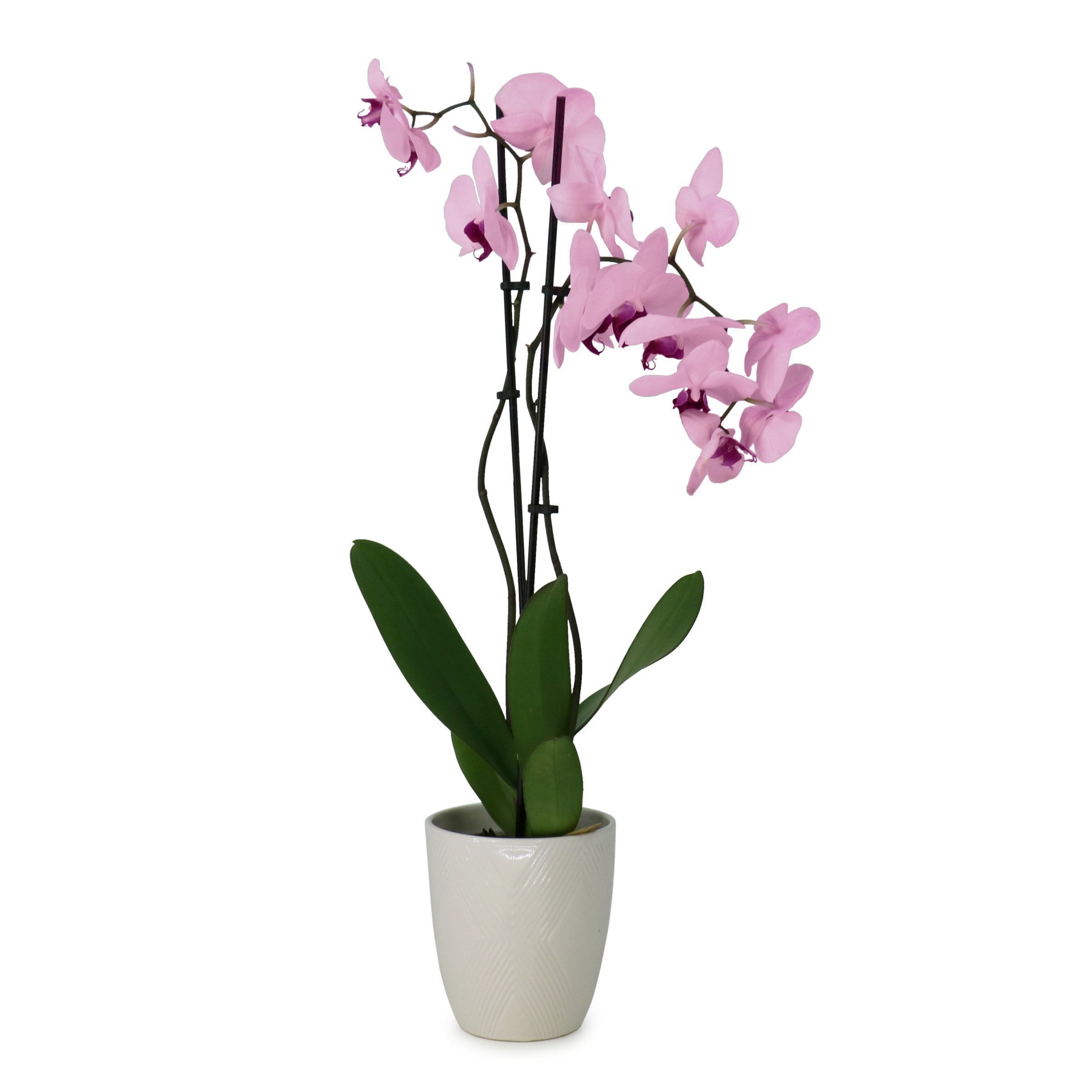 National Plant Network LW2547 Pink Multi-Stem Phalaenopsis Orchid House plant in 5 Inch(es) Planter 1 -Pack