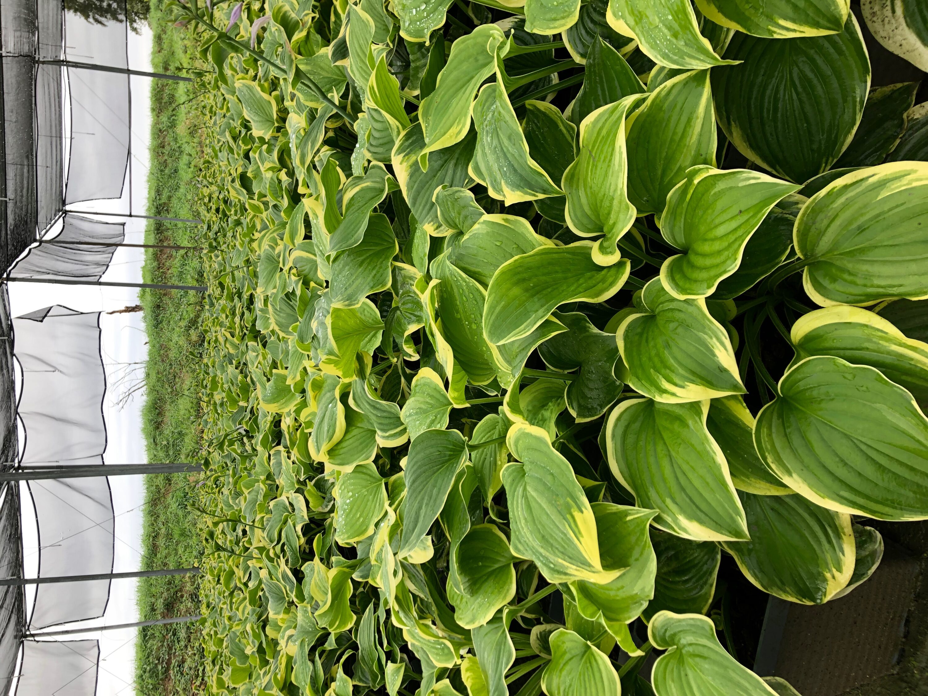 Windmill CP-355-LO perennials - View #2