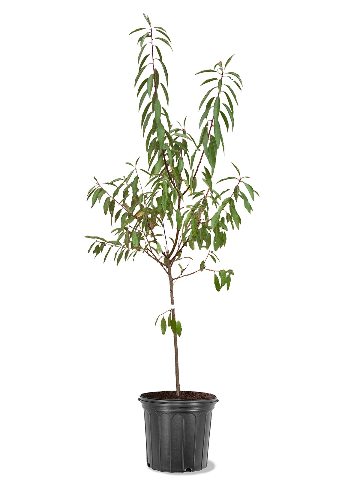 Southern Planters ALMNON05G 5 -Gallon Pink Fruit Nonpareil Almond In pot (with soil)