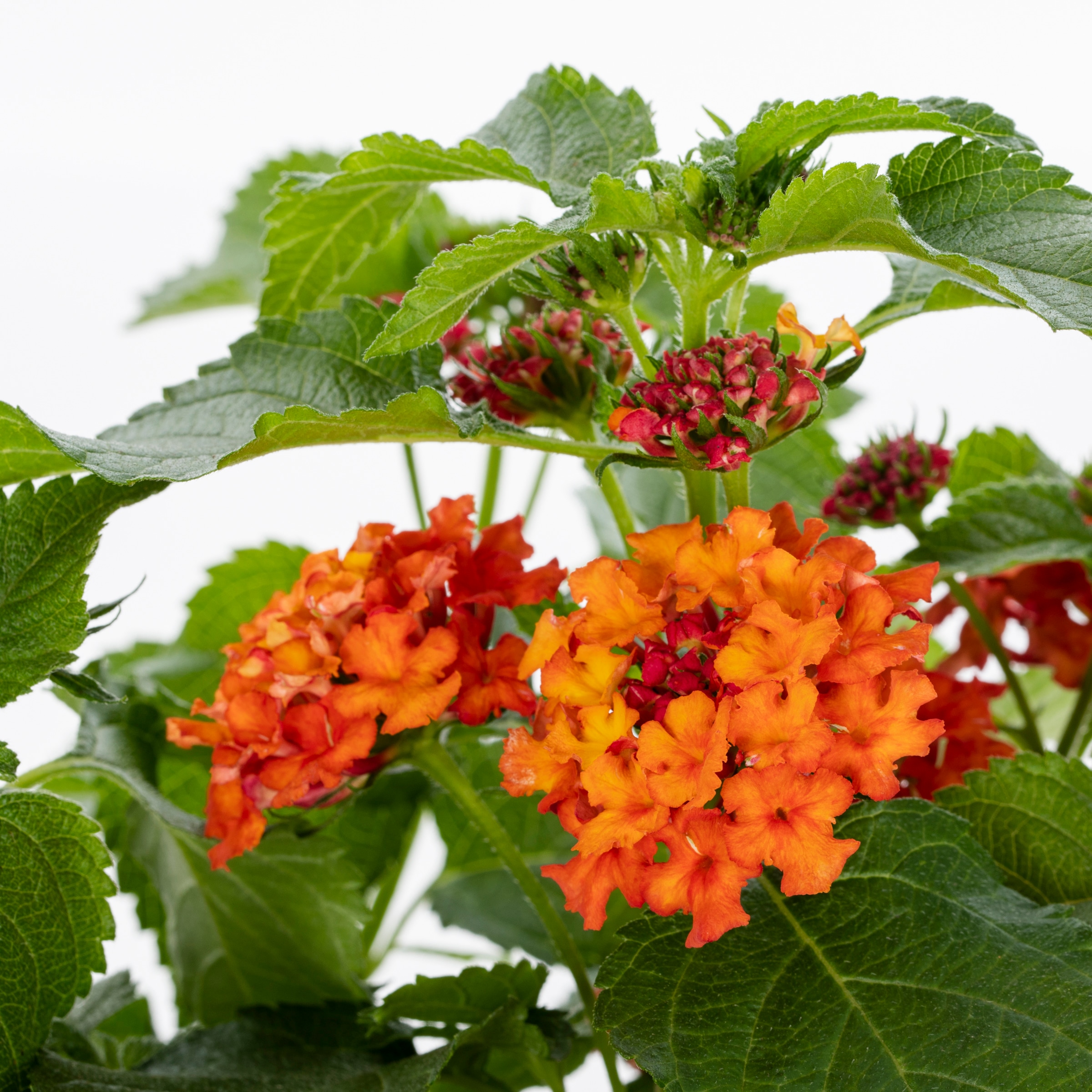 Lowe's NURSERY Lantana in