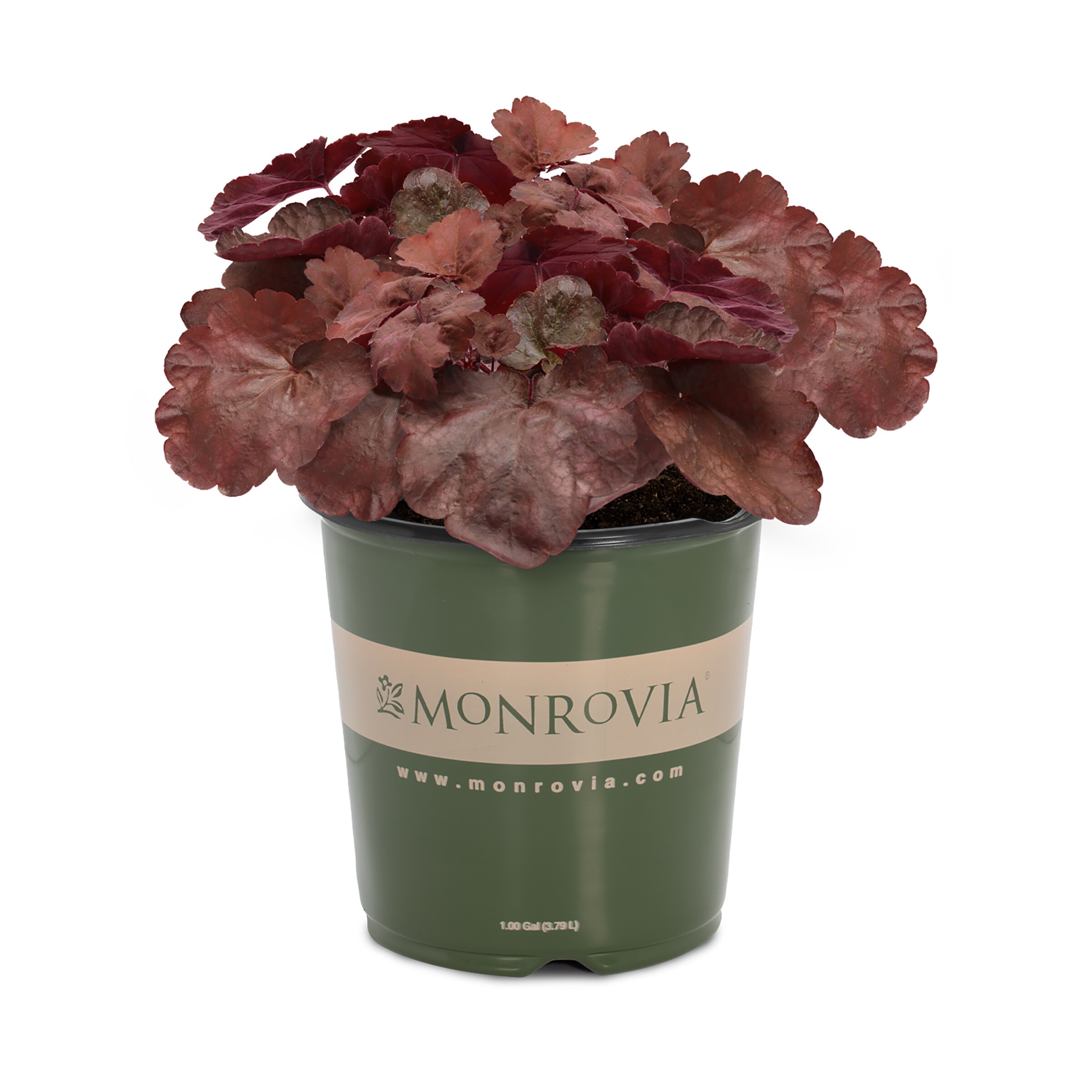 Monrovia Multicolor Flower in 1-Gallon Pot in the Perennials department at