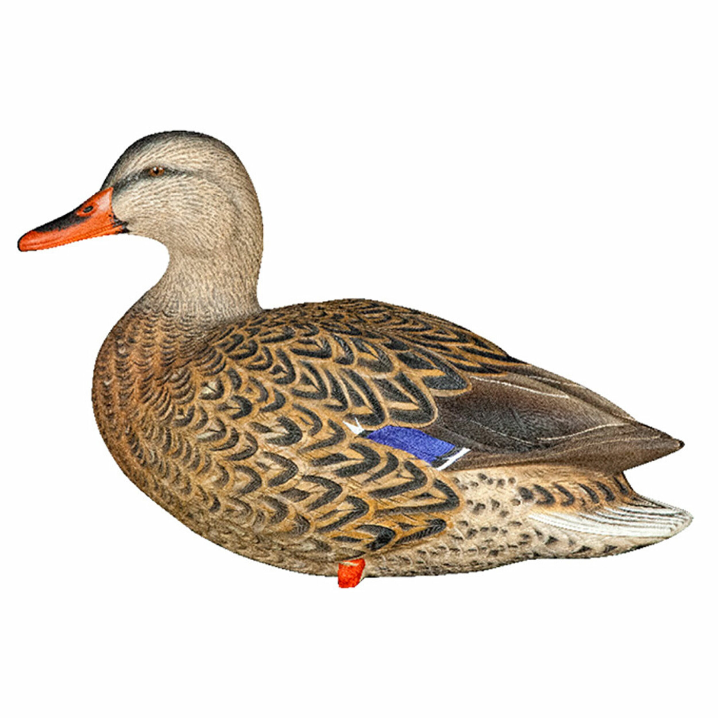  Avian X 408531 Hunting-Equipment - View #10