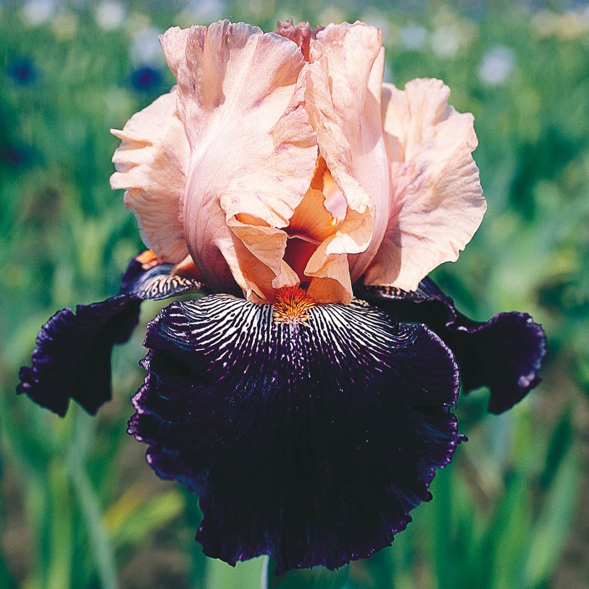 Spring Hill Nurseries 84605 Multicolor Wench Bearded Iris Perennial Plant Plant in 1 -Pack Bareroot