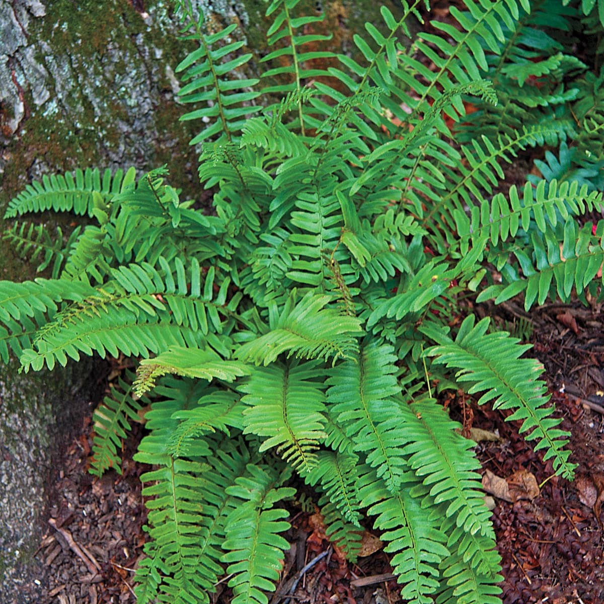 Breck's 90333 Christmas Fern Shade Loving Dormant Perennial Plant in 5 -Pack Bareroot 1 -Pack