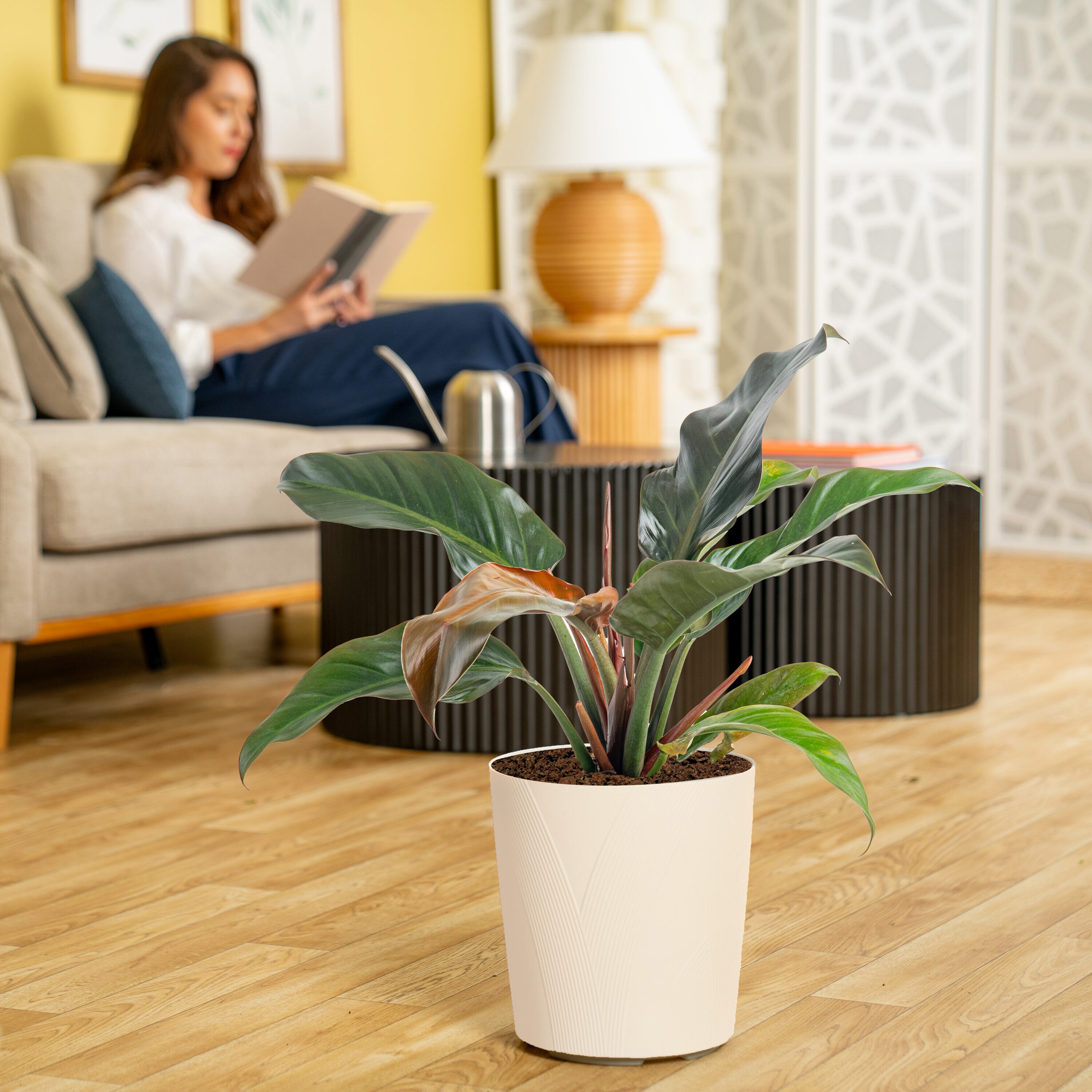 Lowe's 6011334 hseplants - View #4