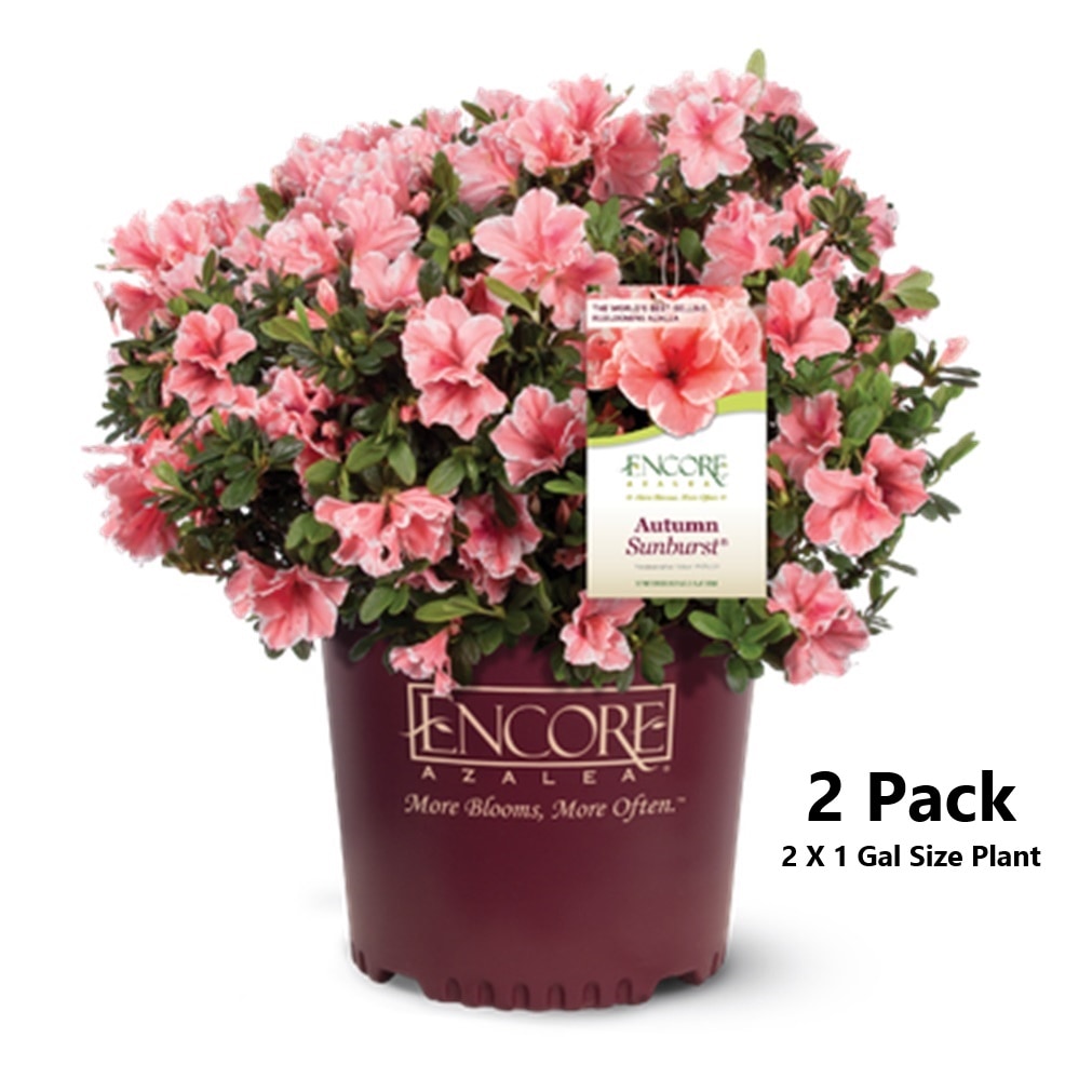 Encore Azalea 80691-2 Autumn Sunburst Azalea Flowering Shrub in 1 -Gallon Pot 2.0 -Pack with Multicolor Blooms