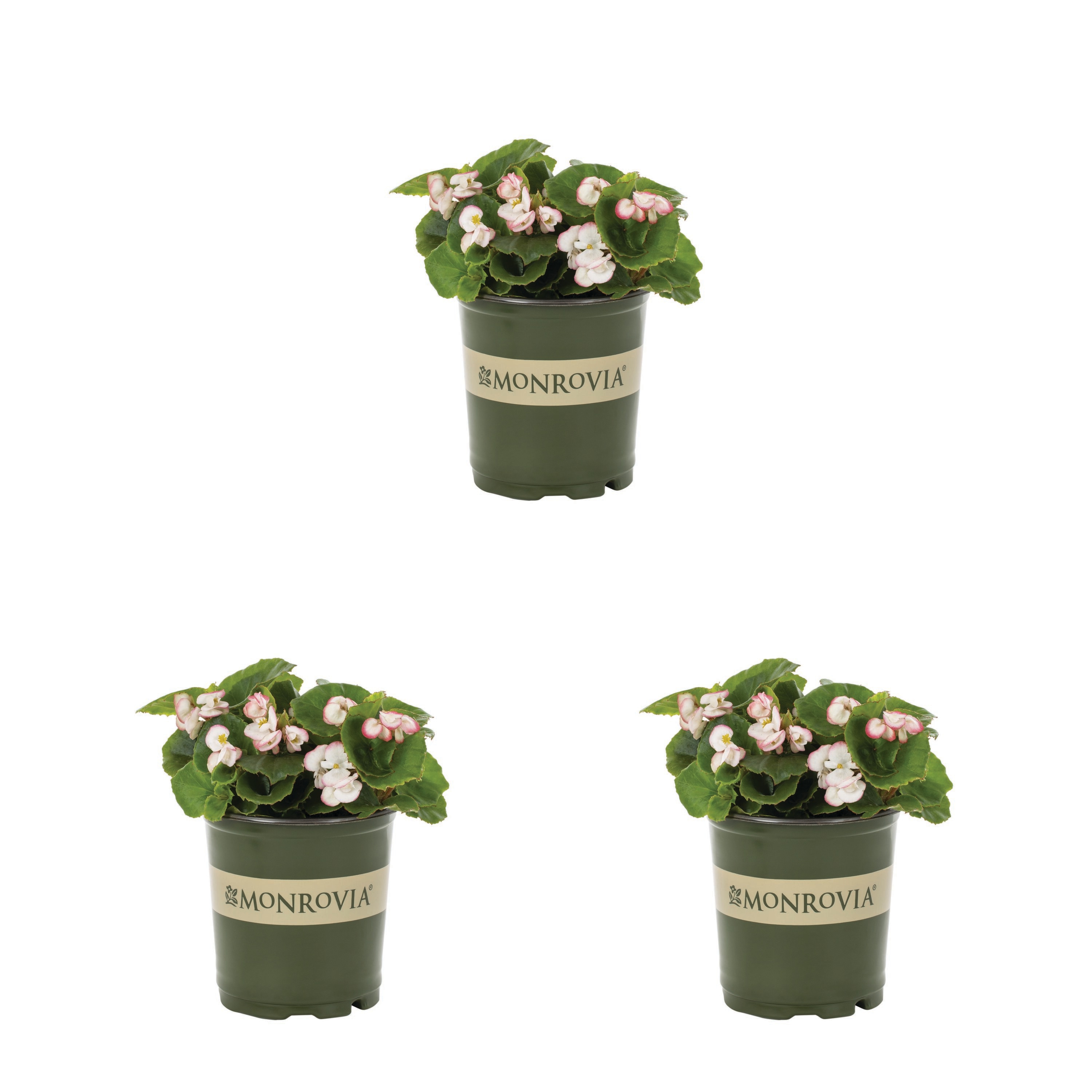 Monrovia 4986 Multicolor Begonia in 2 Quart(s) Pot 3 -Pack