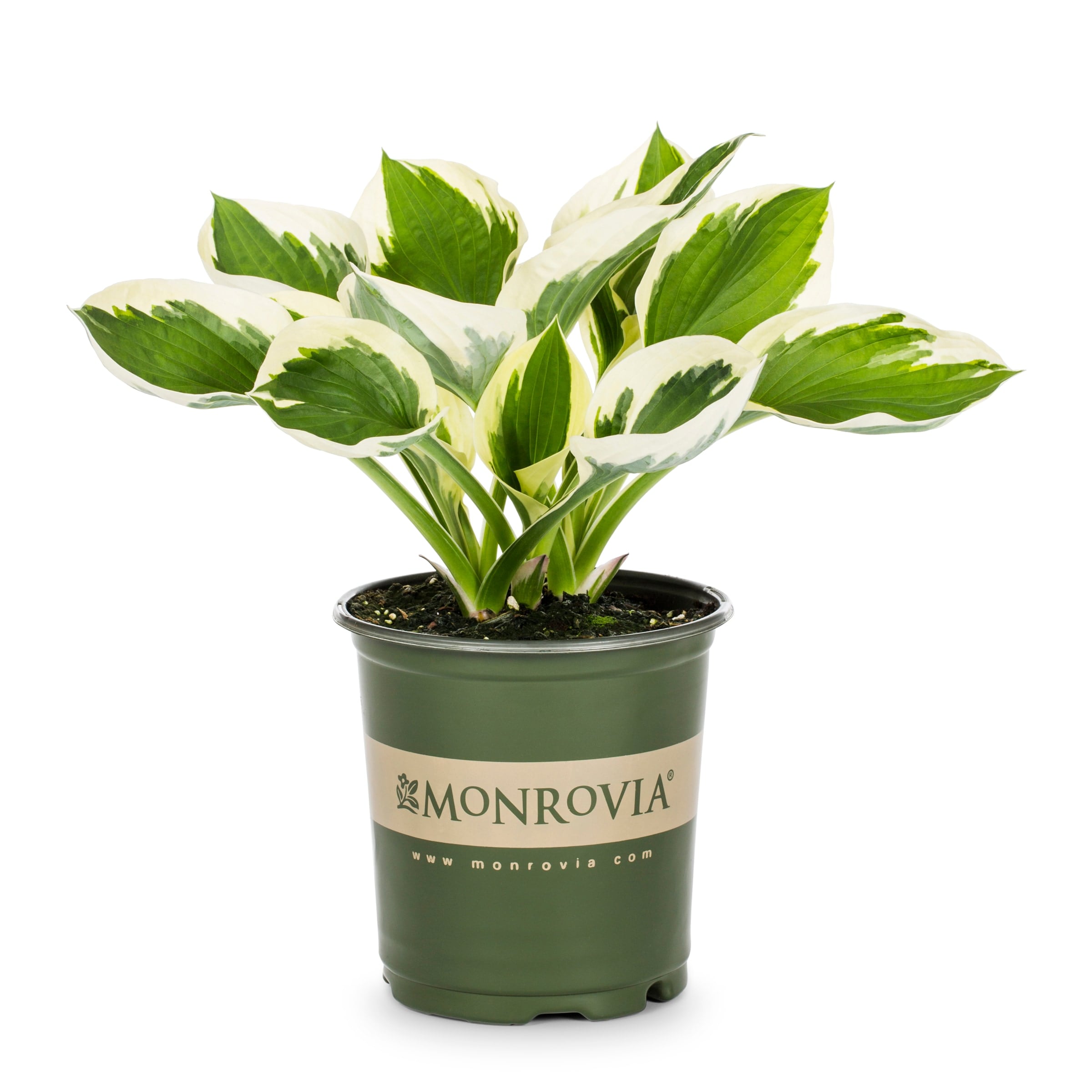 Lowe's NURSERY Bedazzled Hosta Plant in 2.5 -Quart Pot 1 -Pack