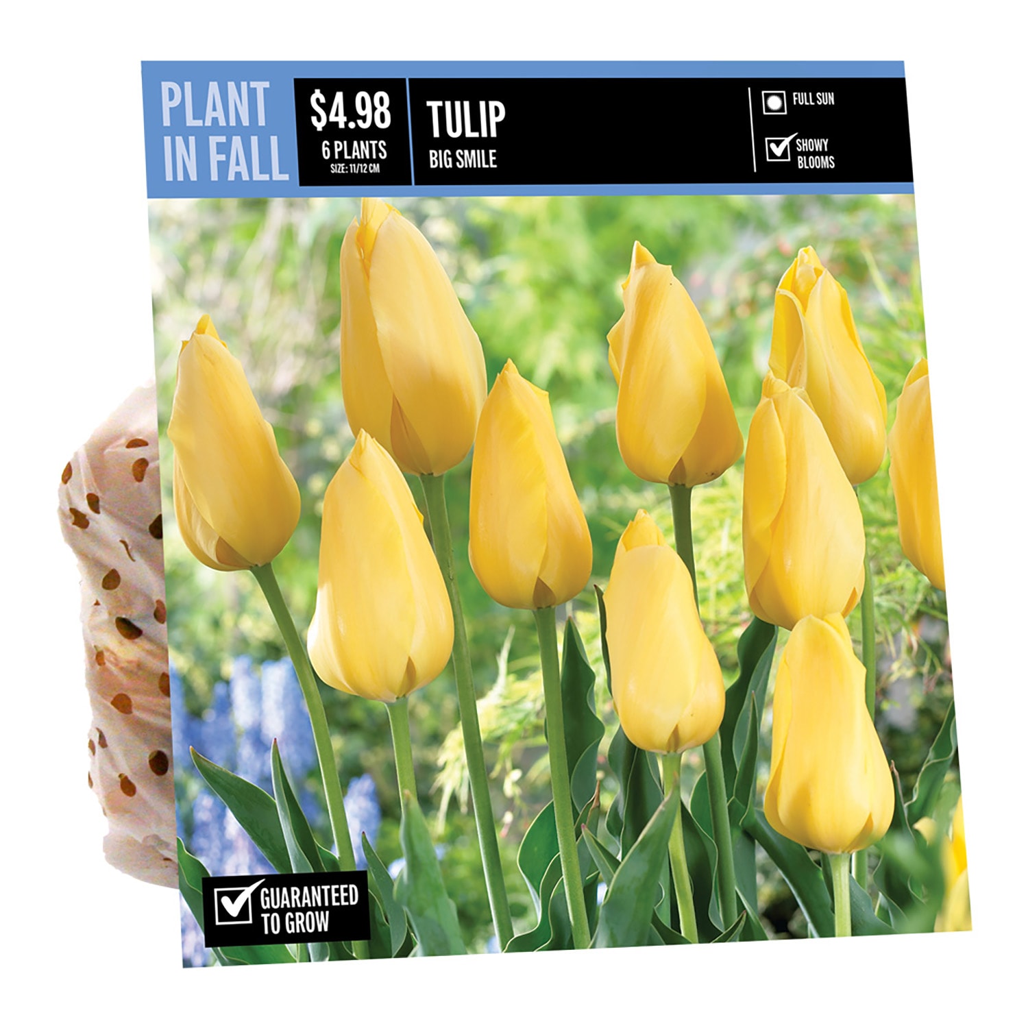  NURSERY TULIP BIG SMILE PBS