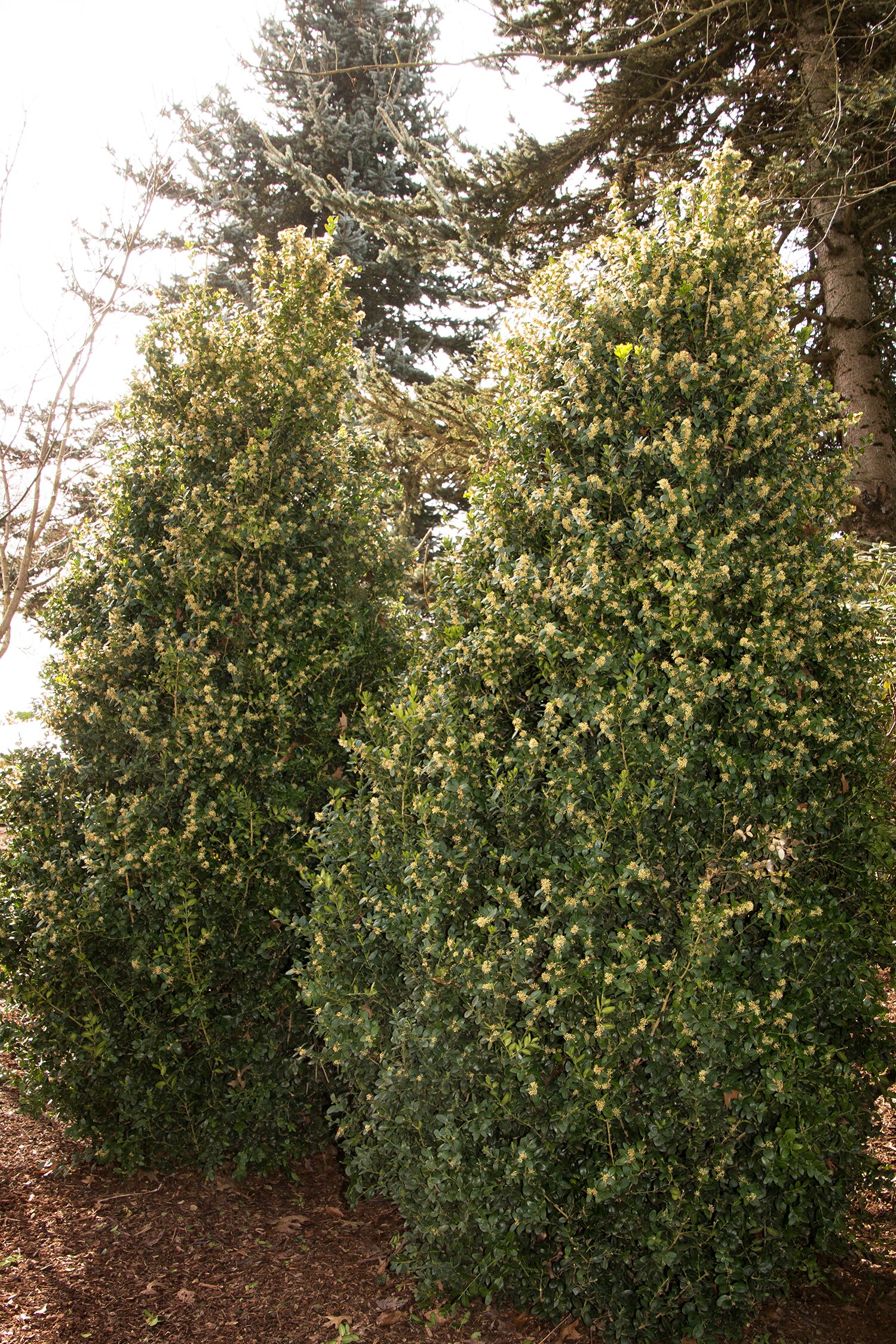 Monrovia 013905 shrubs - View #4