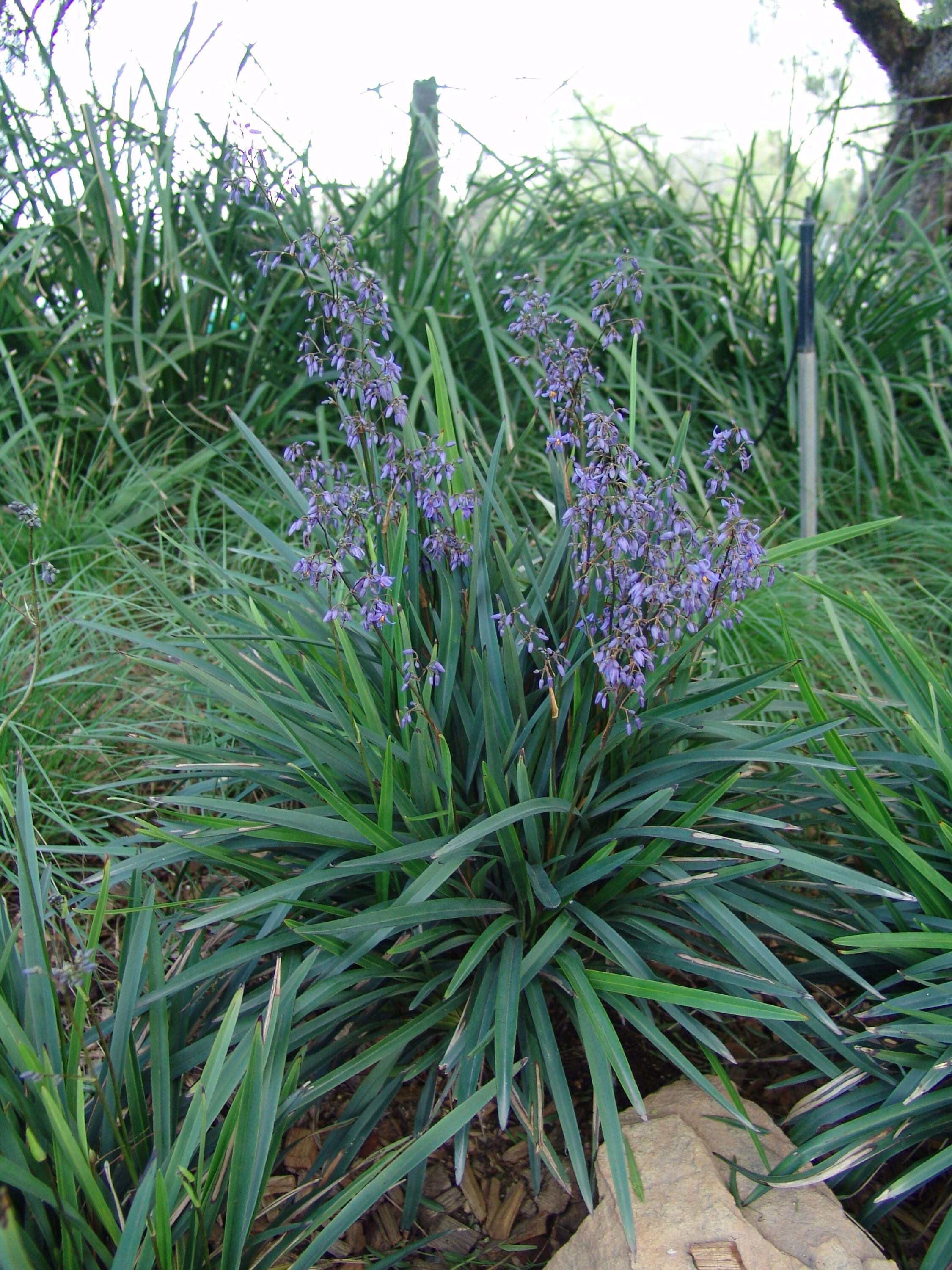 Monrovia 098371 Ornamental-Grasses - View #2