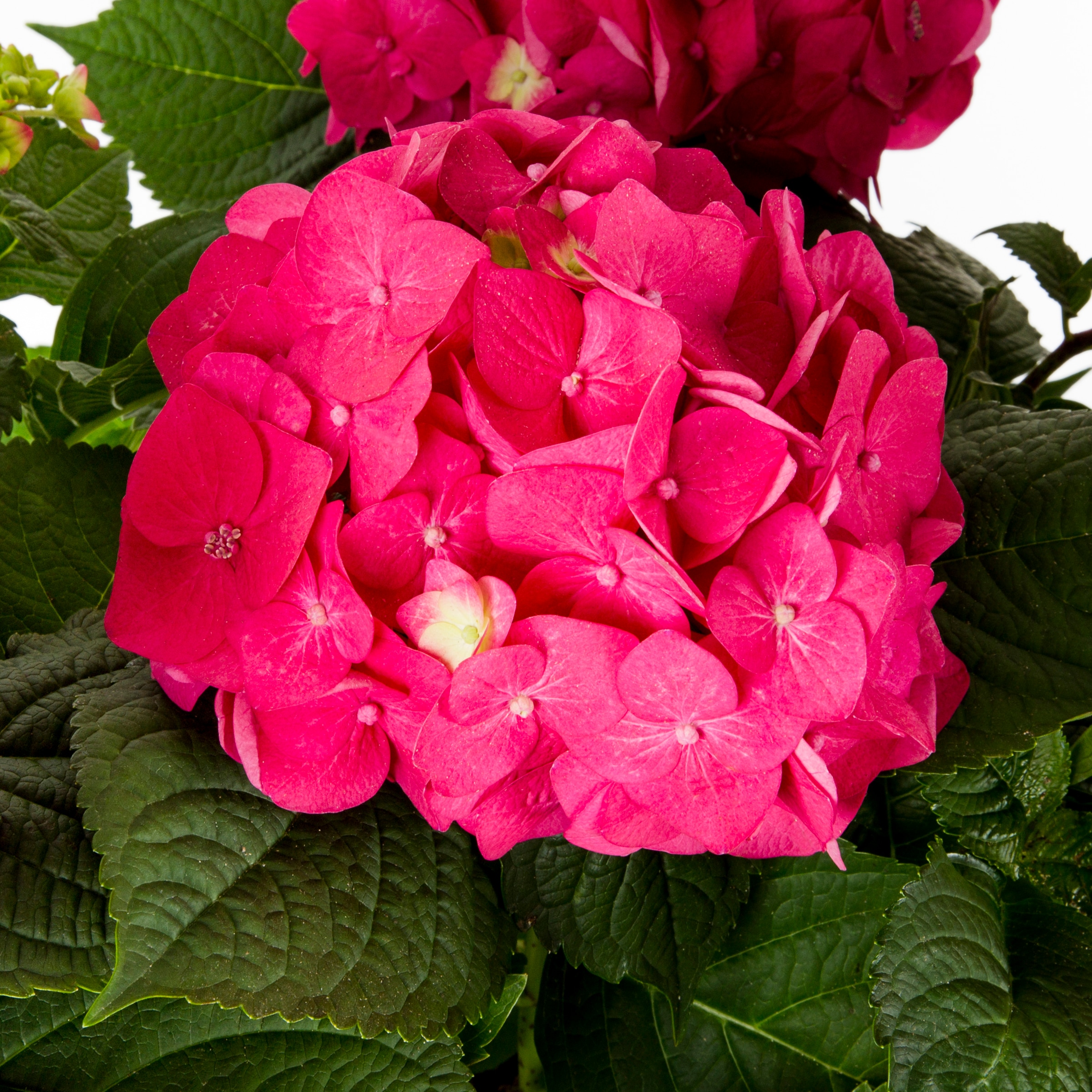 Metrolina Greenhouses 4088 shrubs - View #2