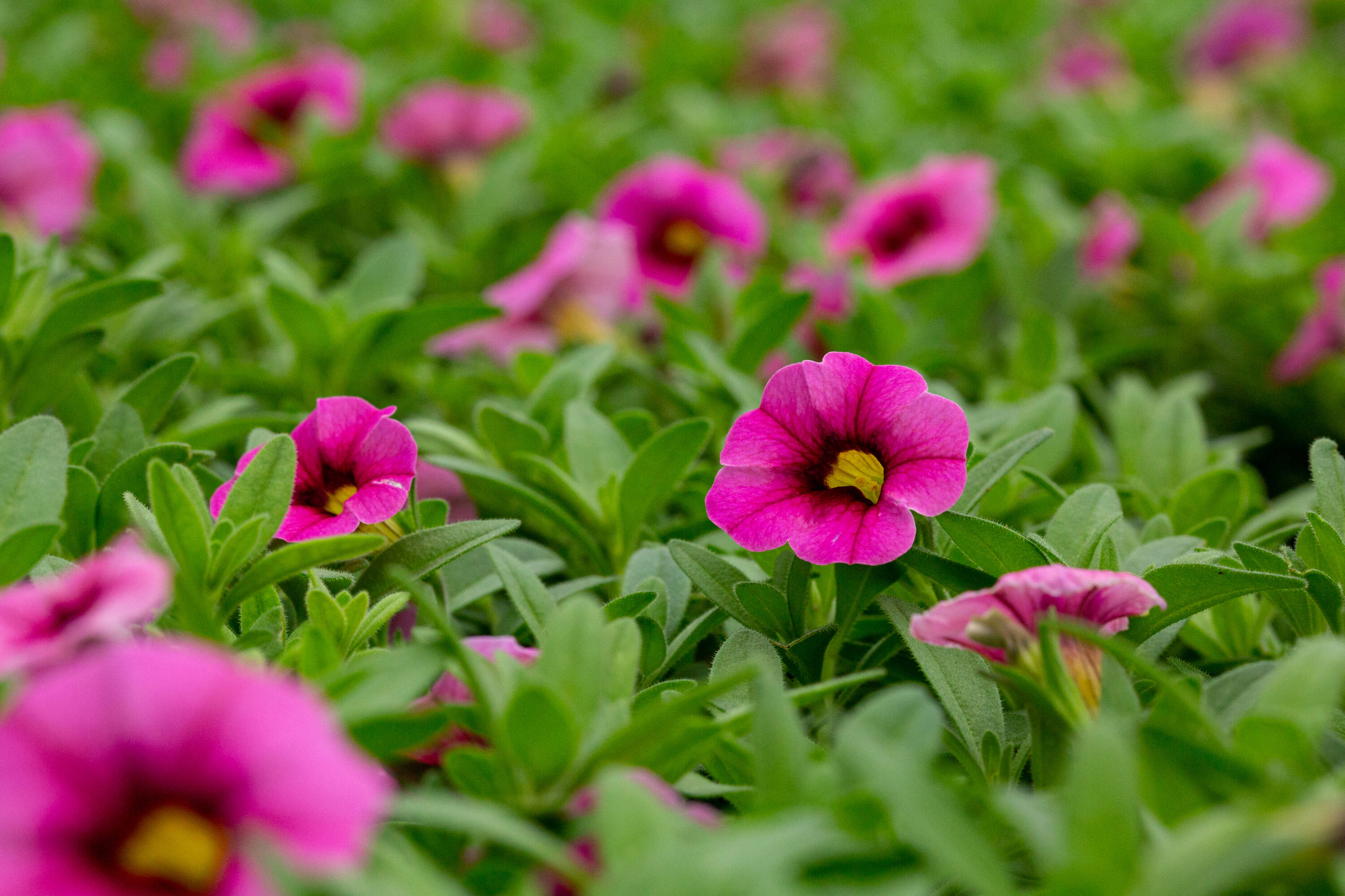 Metrolina Greenhouses 4726 annuals - View #3