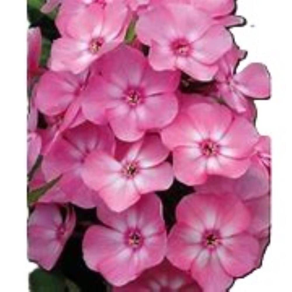Lowe's NURSERY Multicolor Phlox Plant in 1.5 -Gallon Planter 4 -Pack
