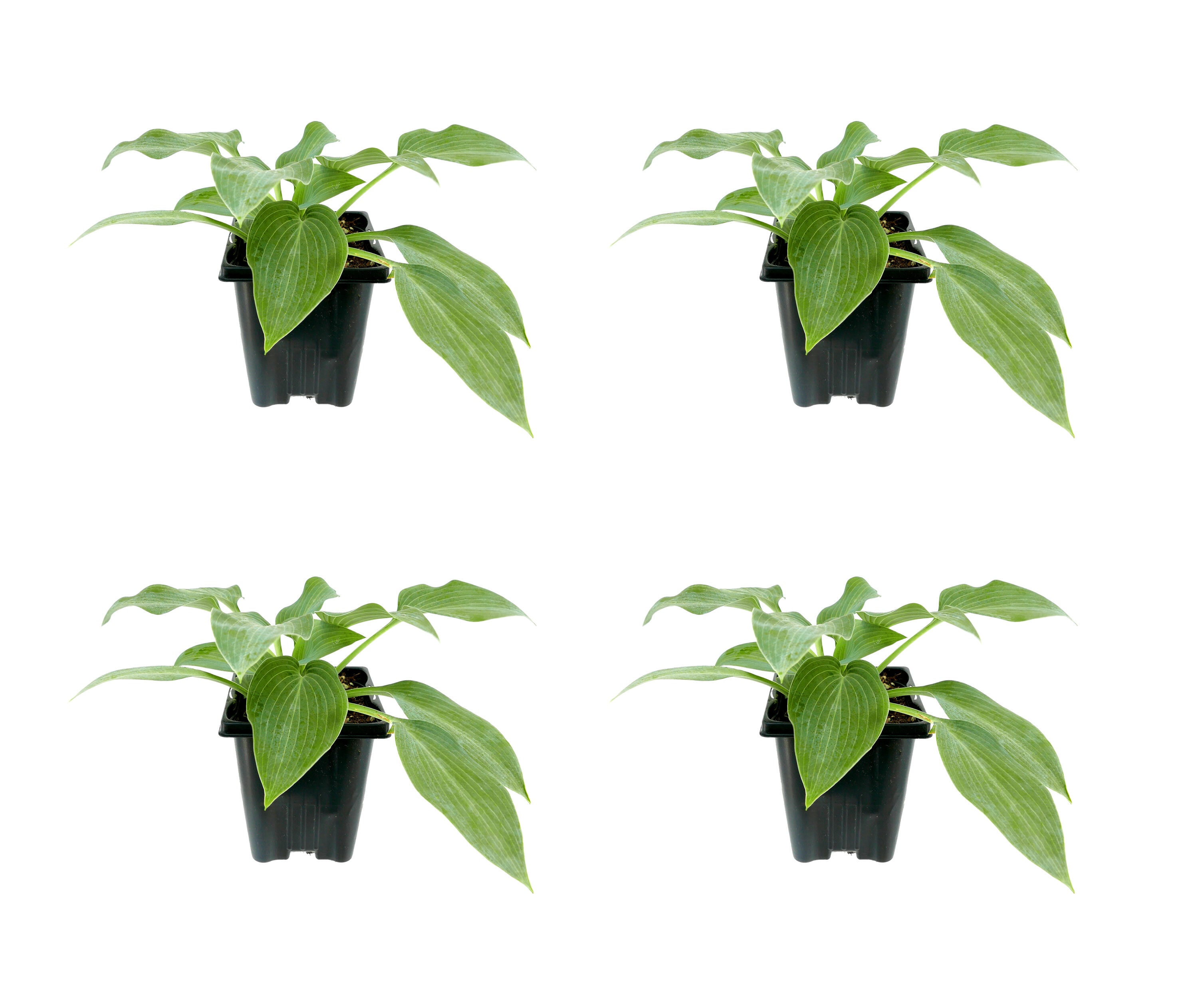  2535 White Hosta Hadspen Blue Plant in 1 -Quart Pot 4.0 -Pack